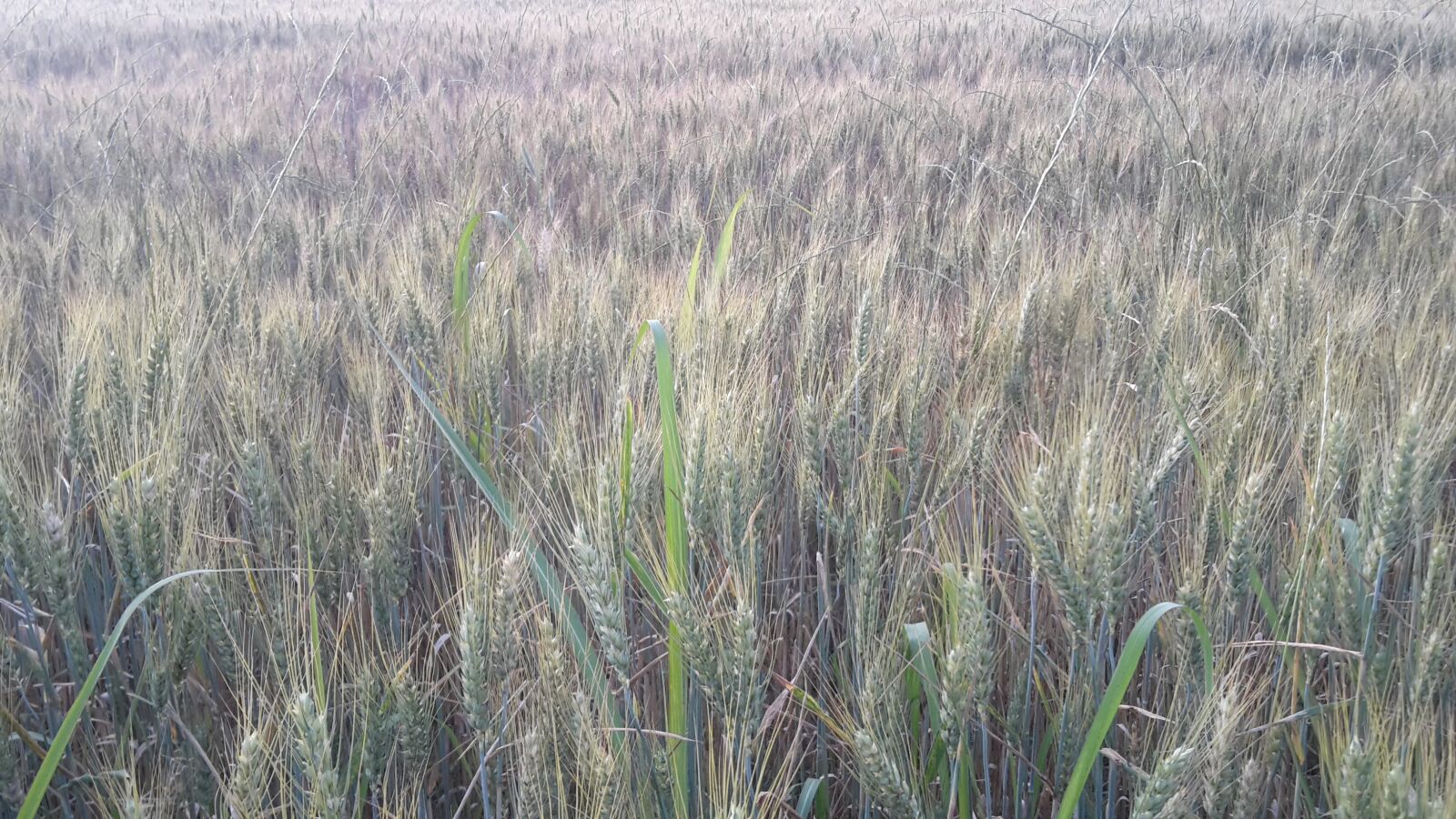 Samsung Galaxy S5 Mini sample photo. Wheat, prato, field photography
