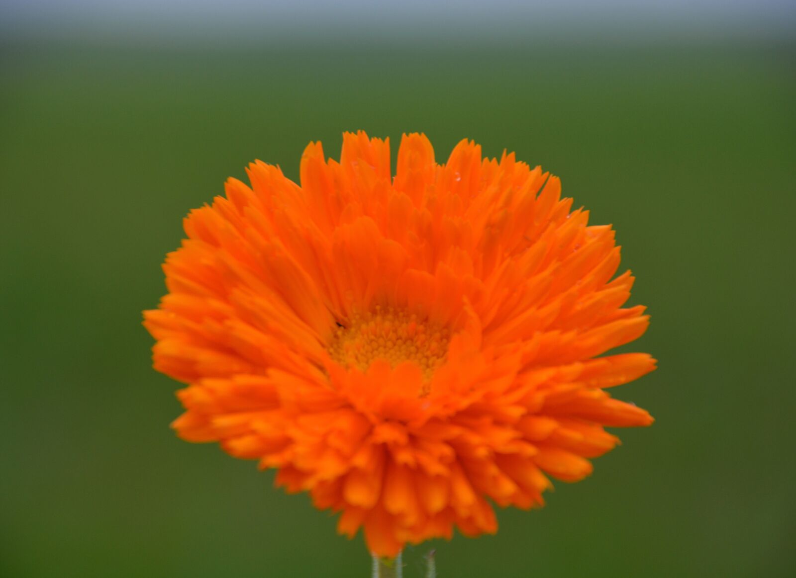 Nikon D5200 sample photo. Flower, orange, blossom photography
