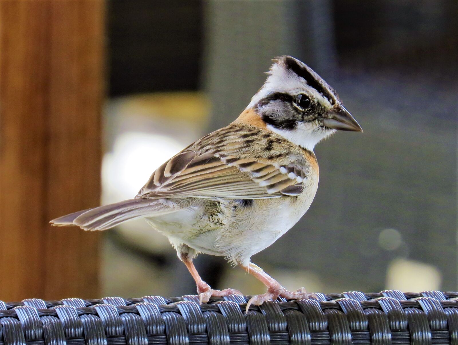 canon sx50 settings for bird photography