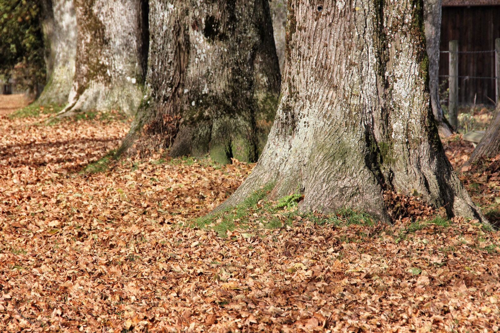 Canon EOS 550D (EOS Rebel T2i / EOS Kiss X4) sample photo. Wood, tree, nature photography