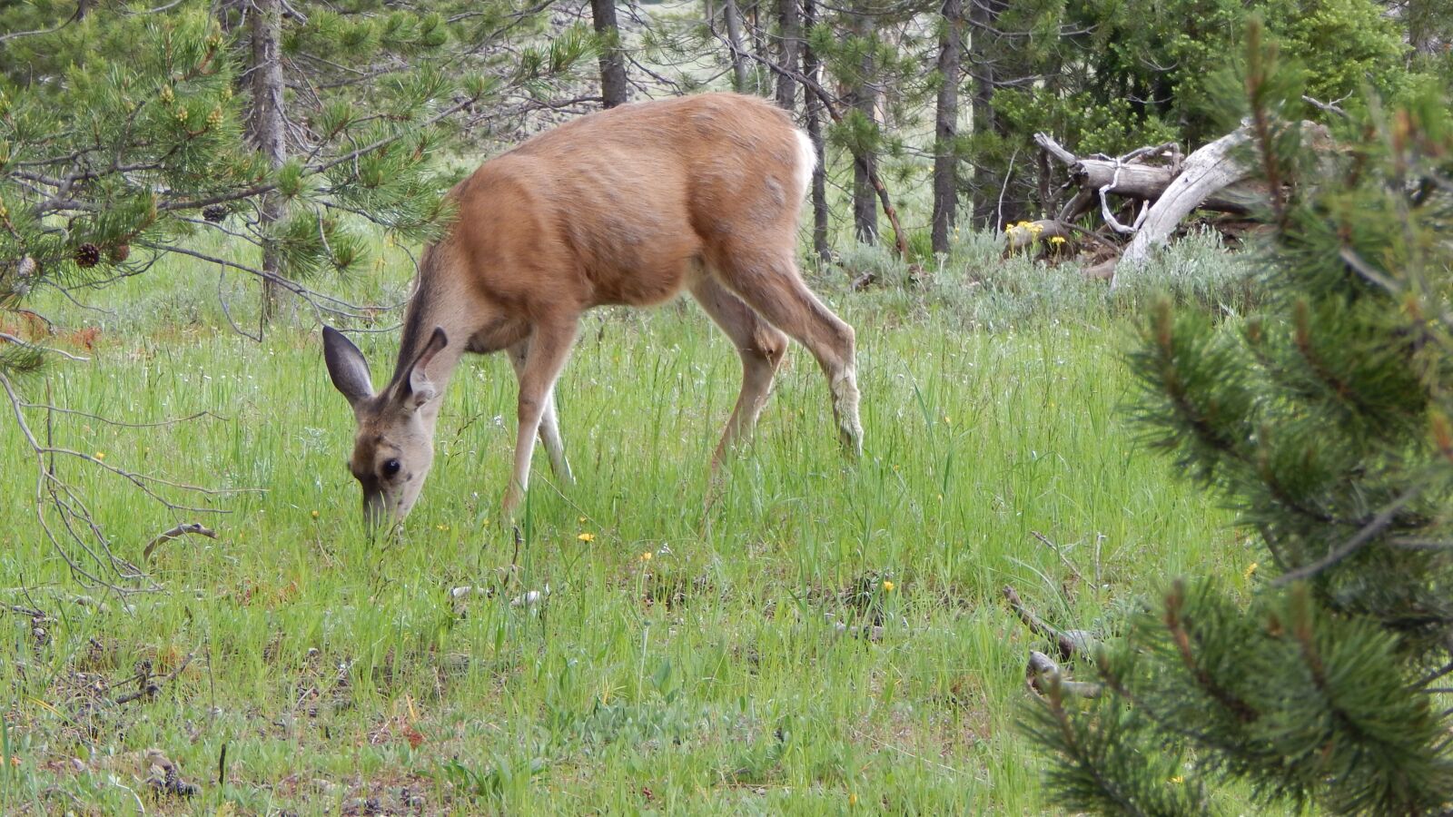 Nikon Coolpix L830 sample photo. Deer, wildlife, animal photography