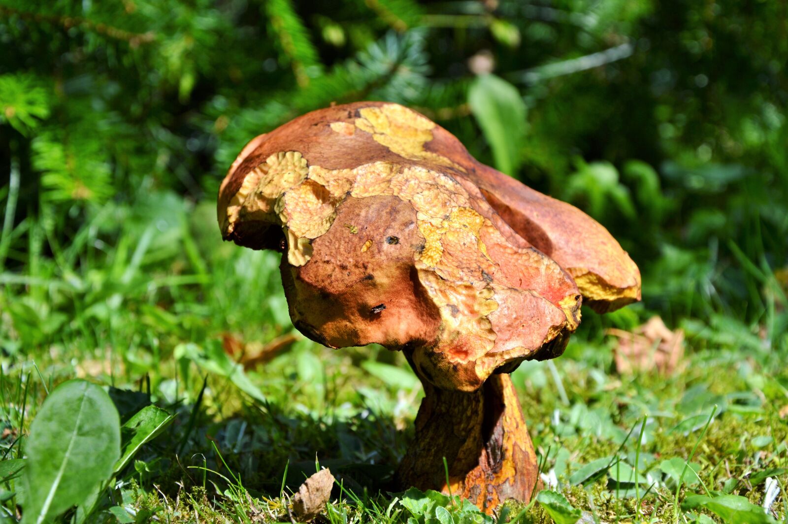Nikon D3200 sample photo. Mushroom, tube mushroom, red photography
