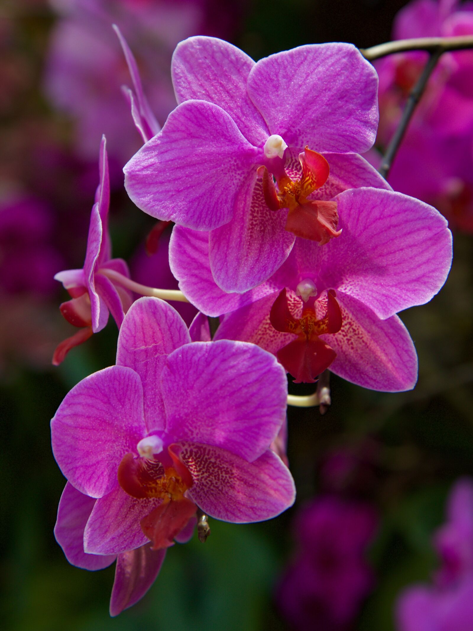 Canon EOS 70D sample photo. Orchid, flower, blossom photography