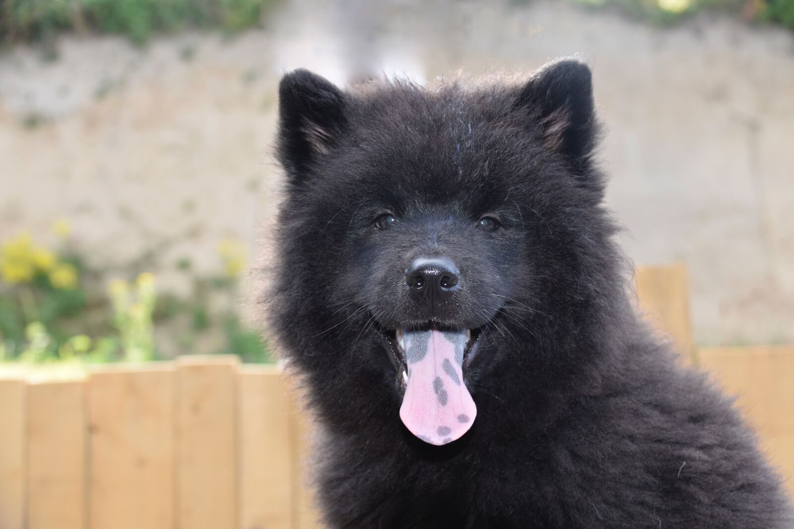 Nikon D5600 sample photo. Dog, bitch, eurasier puppy photography