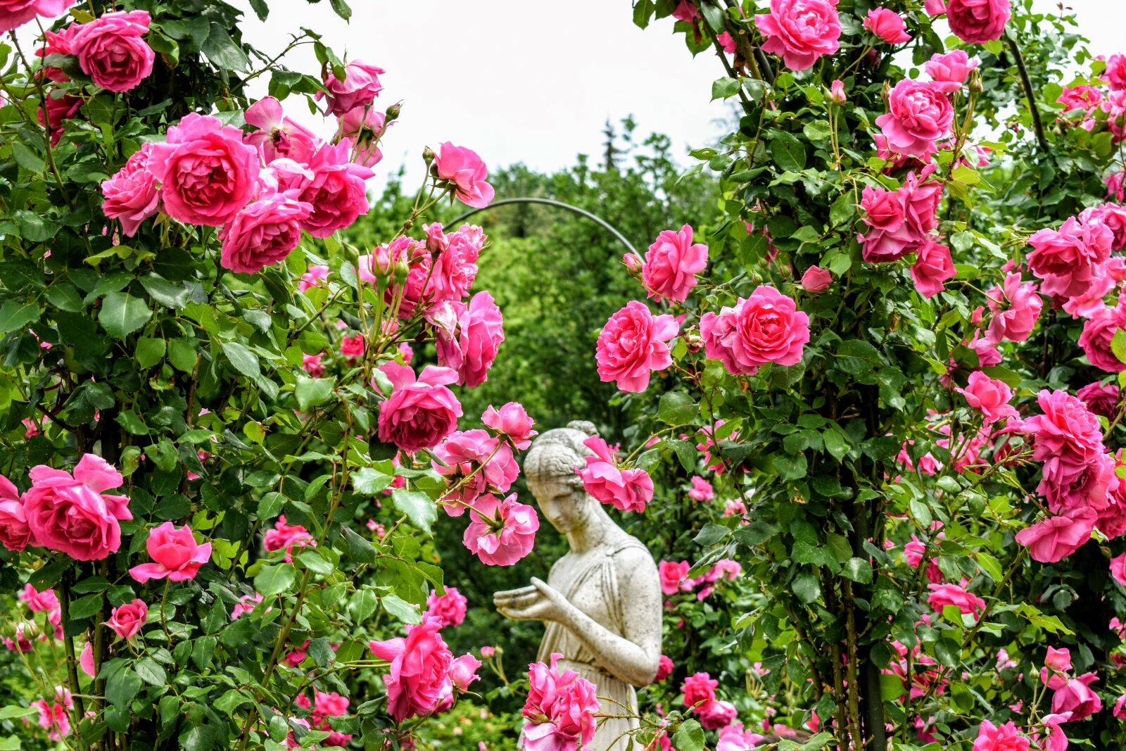 Nikon D5300 sample photo. Statue, roses, garden photography