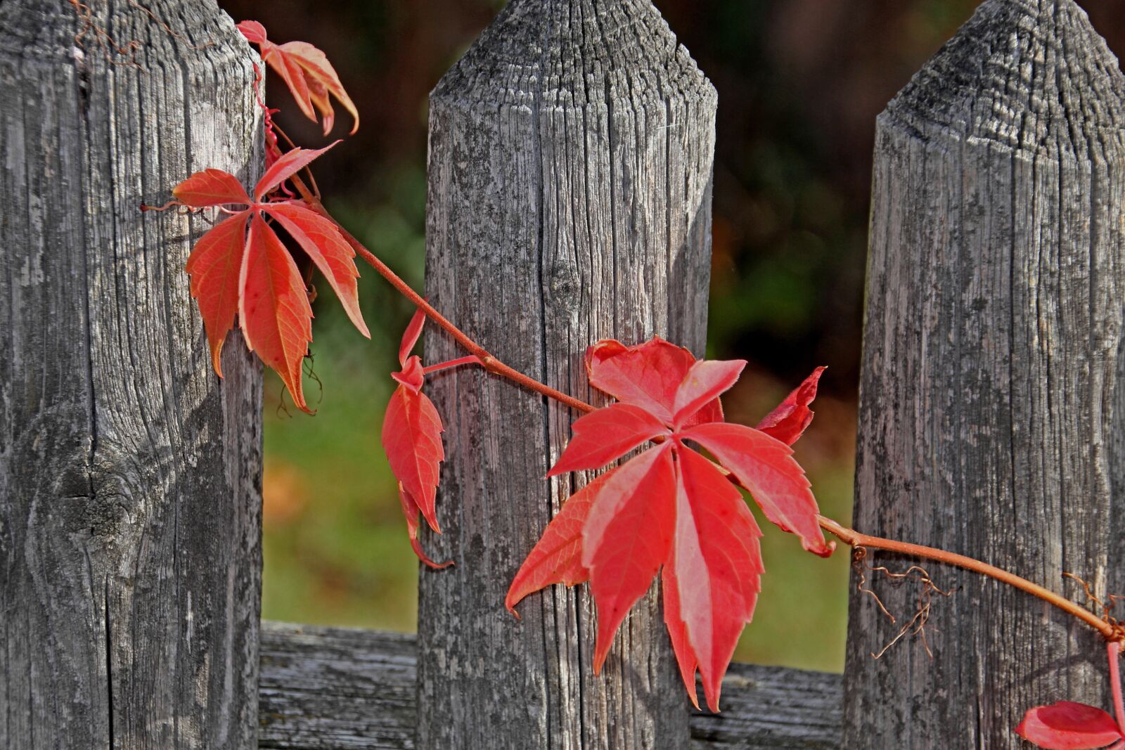 Canon EOS 60D sample photo. Wood, nature, leaf photography
