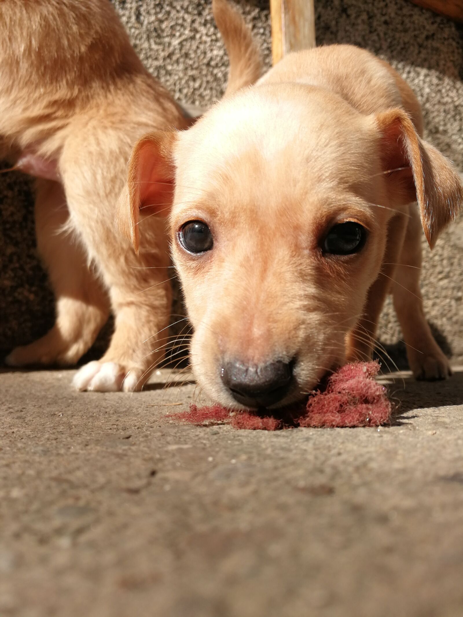 HUAWEI P10 sample photo. Puppy, dog, playing photography