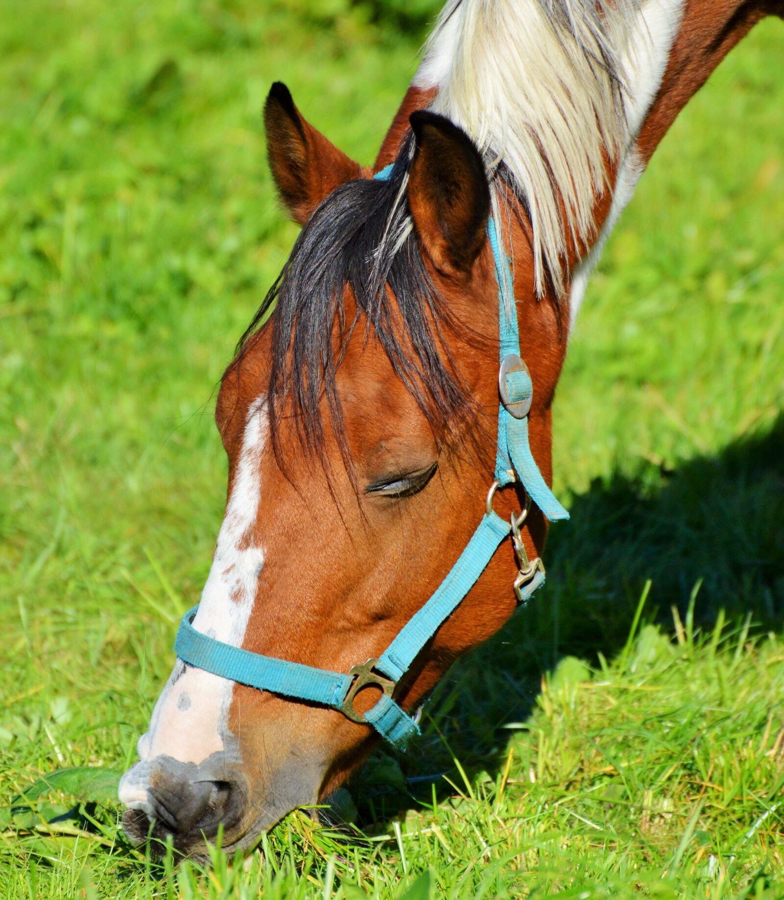 Nikon D3200 sample photo. Horse, ride, reiter photography
