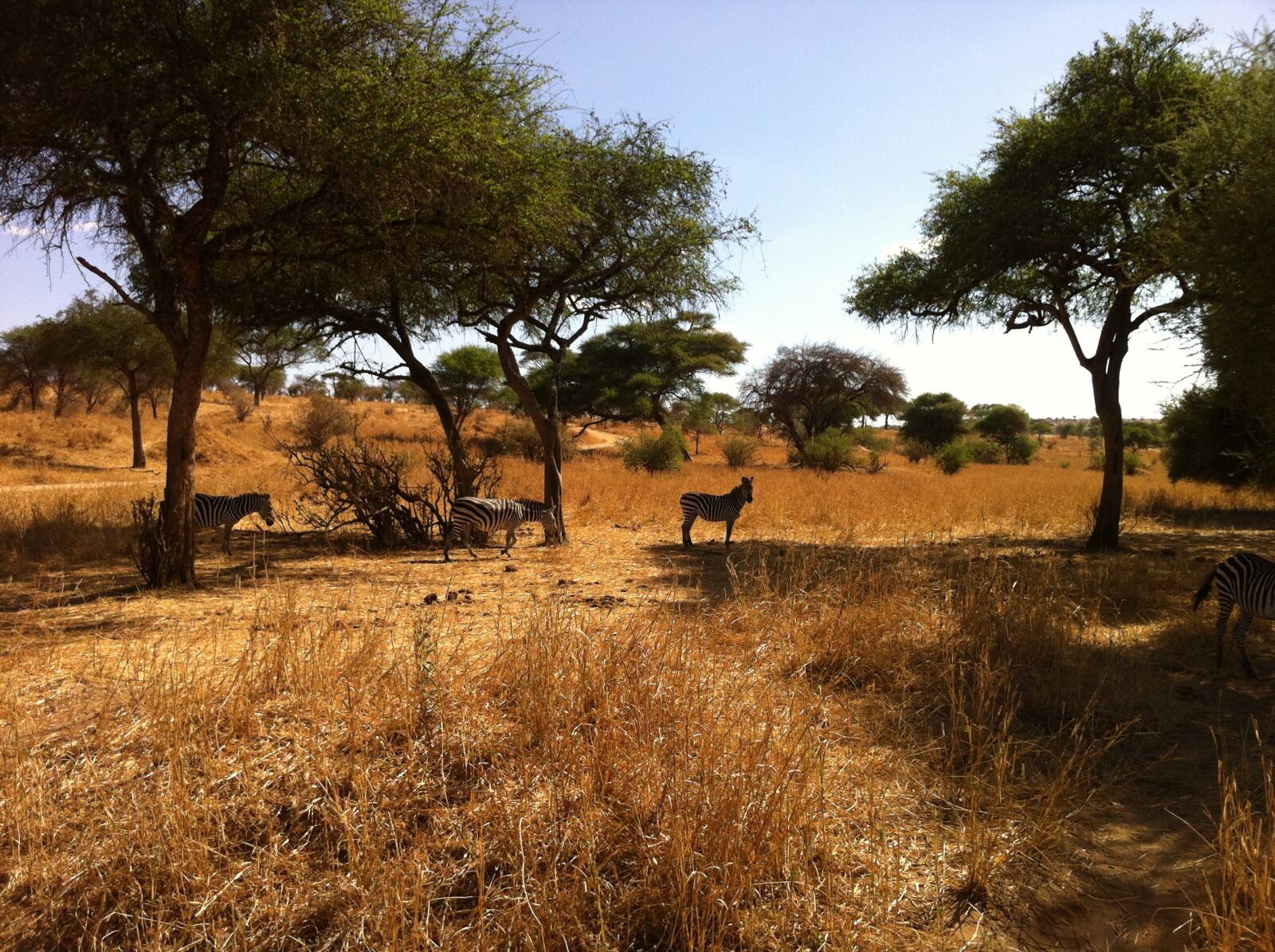 Apple iPhone 4 sample photo. Safari, africa, zebra photography