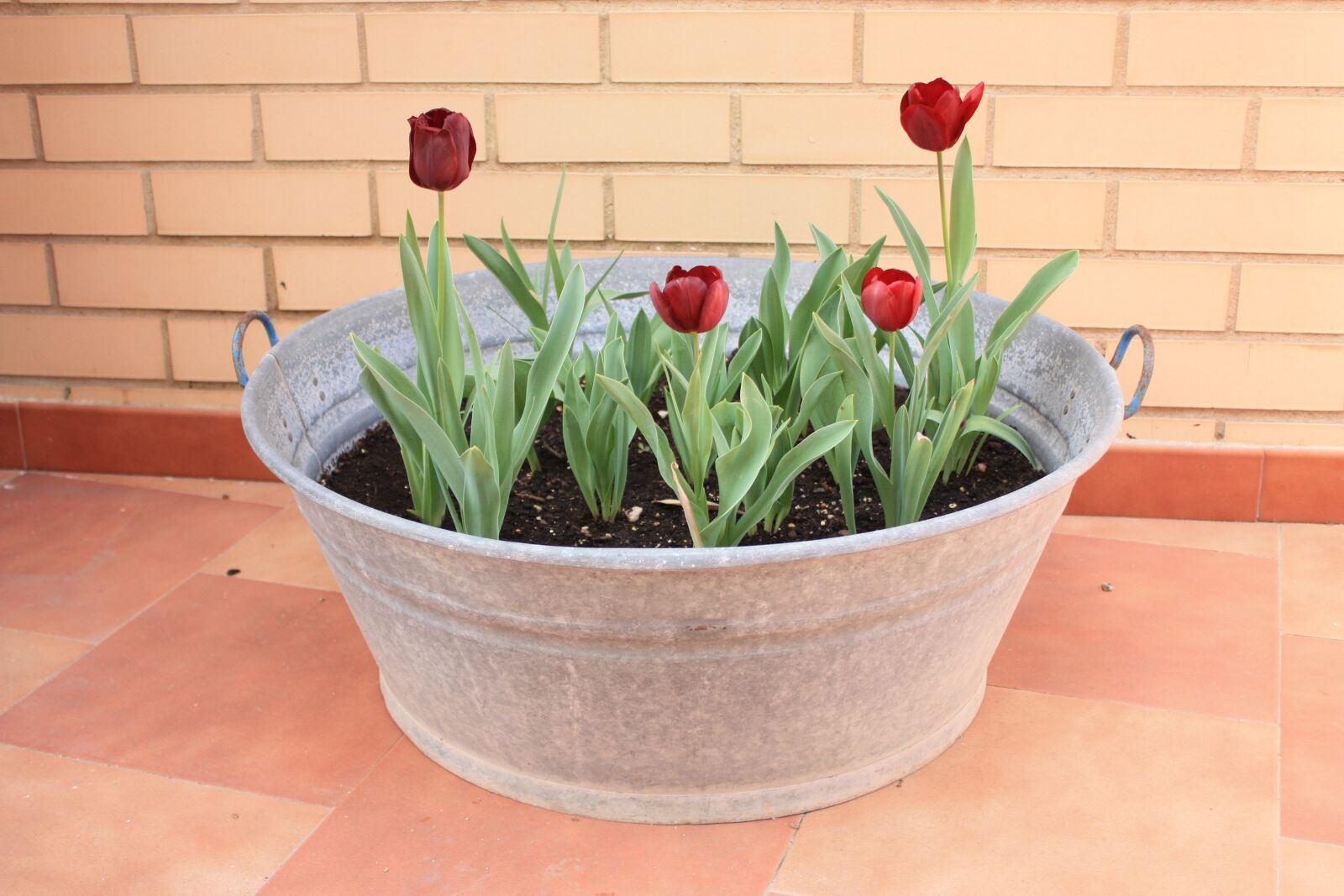 Canon EOS 450D (EOS Rebel XSi / EOS Kiss X2) sample photo. Tulips, flowerpot, plant photography