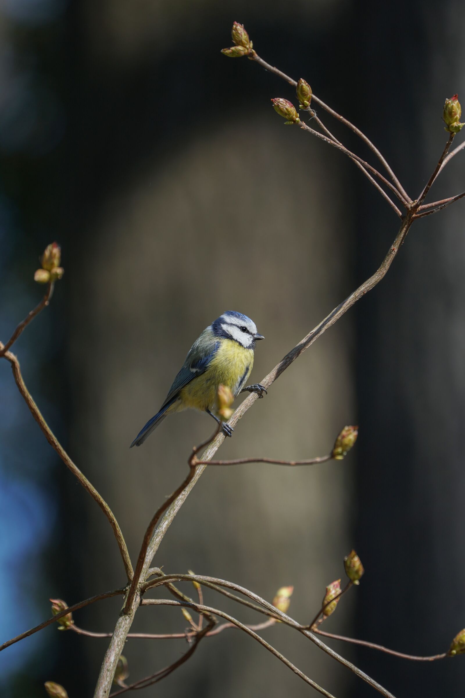 Sony a6500 sample photo. Blue tit, spring, sitting photography