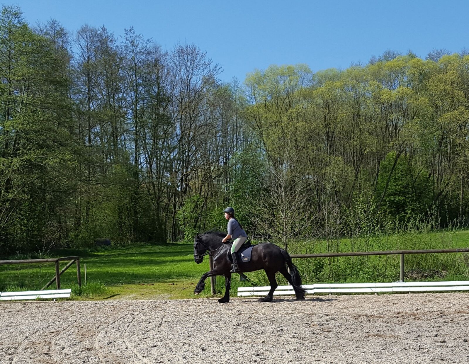 Samsung Galaxy S6 sample photo. Friese, horsewoman, gallop photography