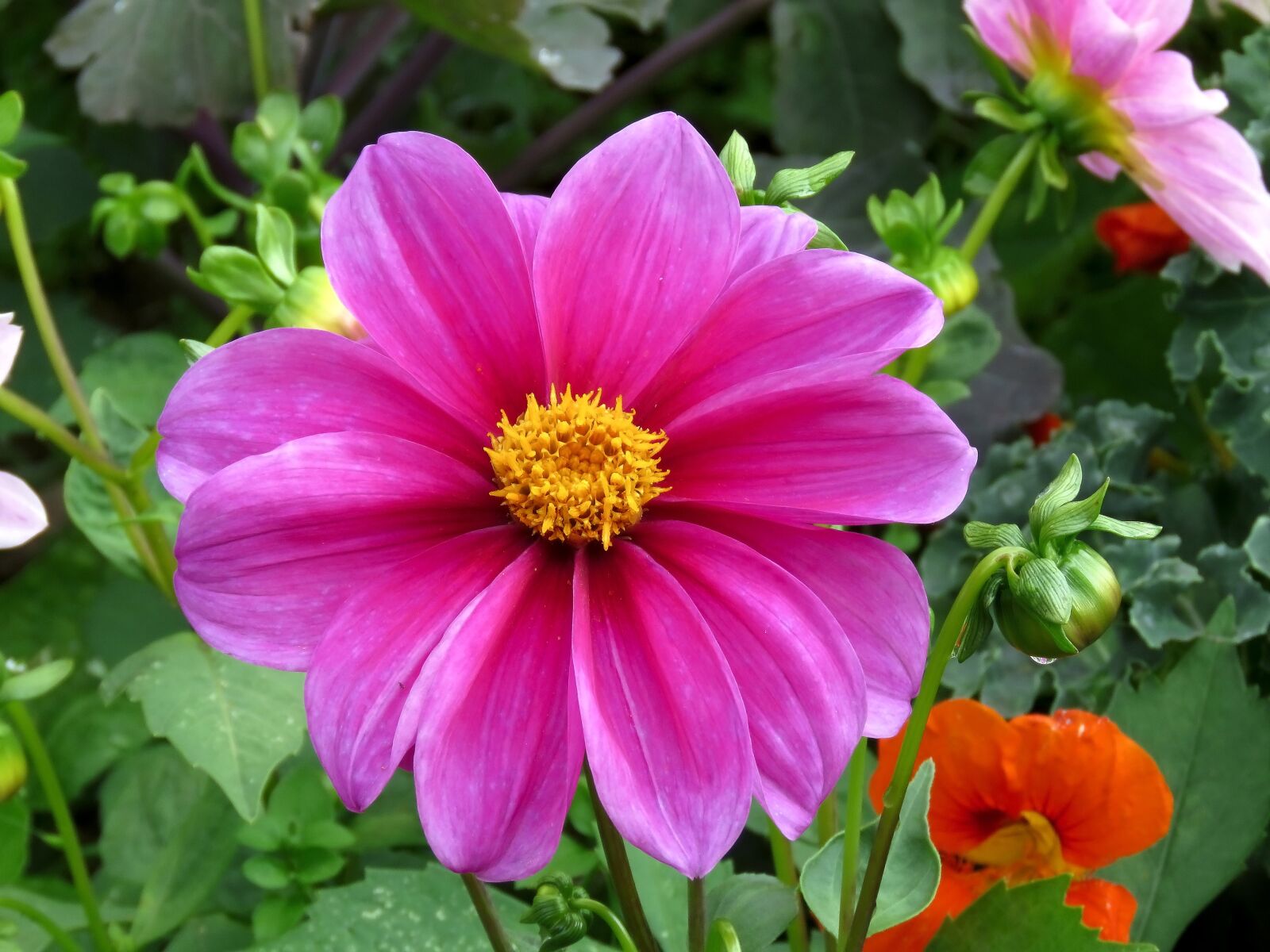 Canon PowerShot SX60 HS sample photo. Dahlia, flower, pink photography