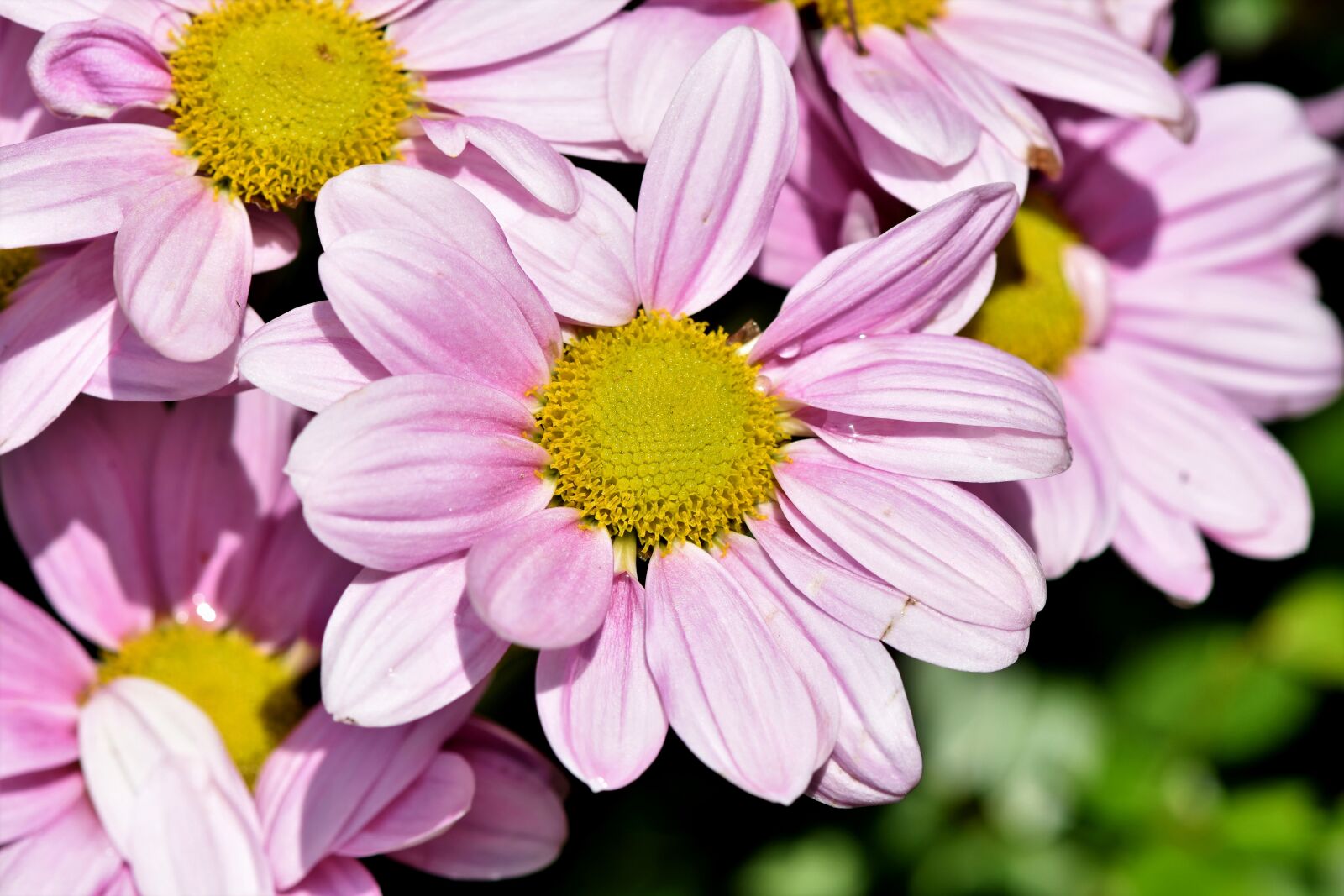 Nikon D7200 sample photo. Marguerite, tree daisy, ornamental photography