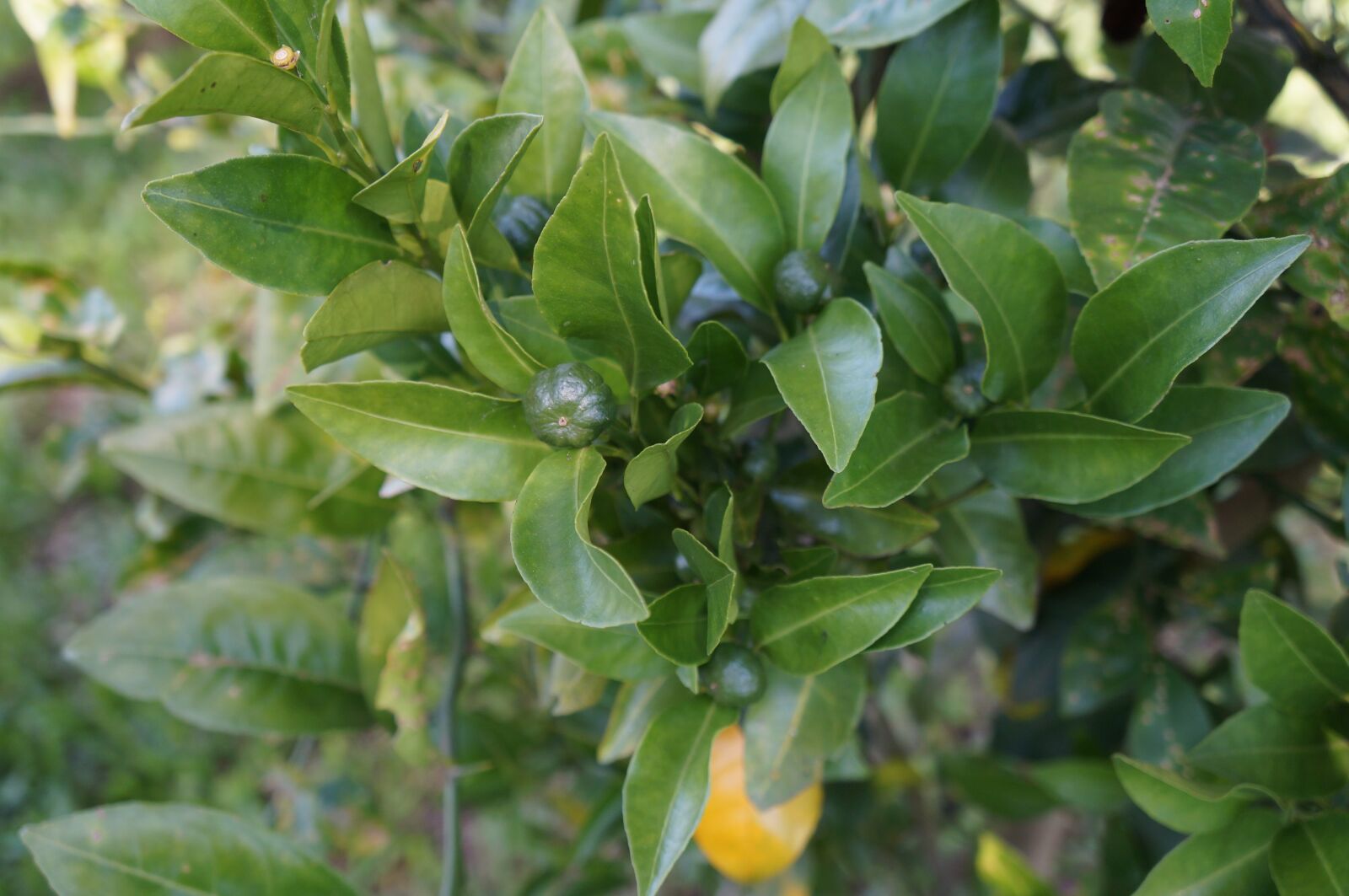 Sony Alpha NEX-F3 + Sony E 18-55mm F3.5-5.6 OSS sample photo. Tree, fruit, leaf photography