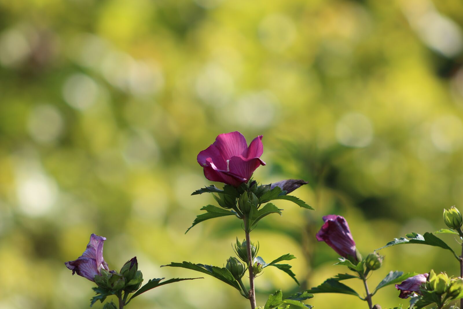 Canon EF75-300mm f/4-5.6 sample photo. Rose, red, flower photography