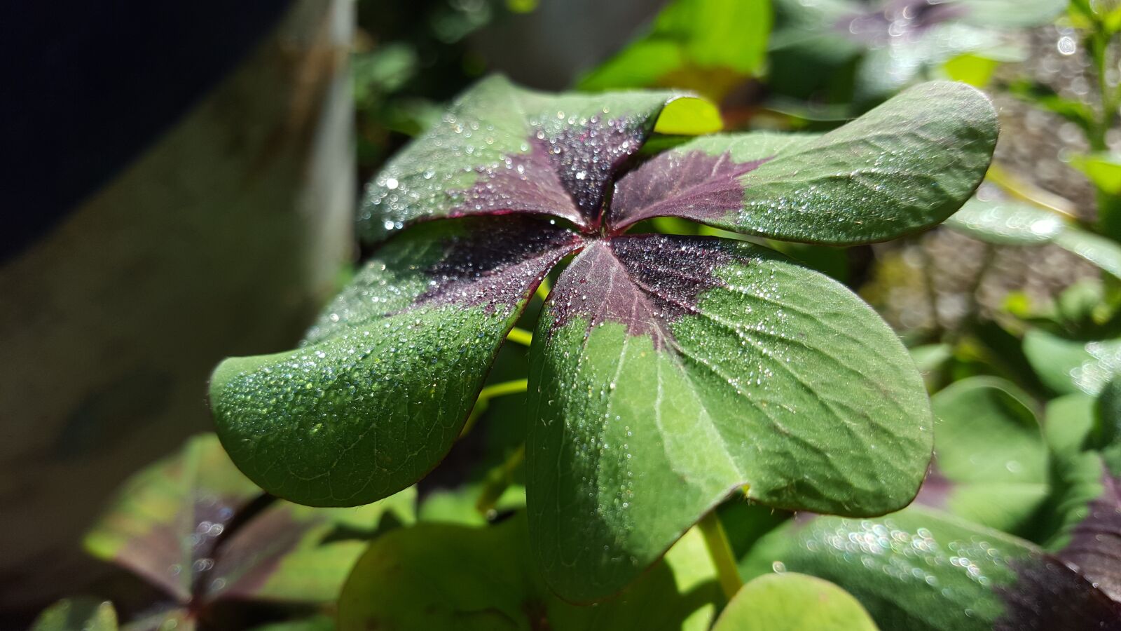 Samsung GALAXY S6 edge sample photo. Luck, four leaf clover photography