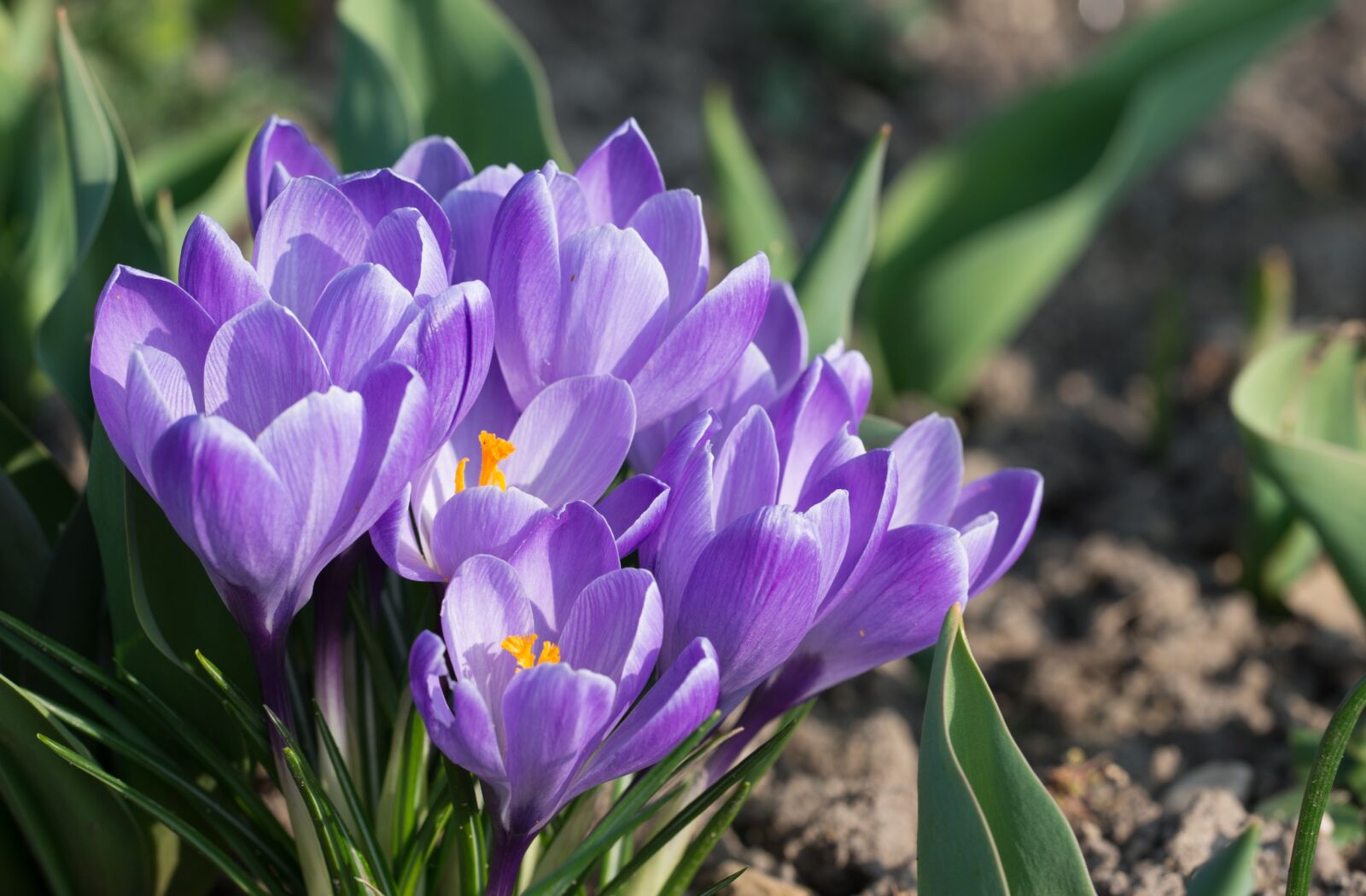 Nikon D800 sample photo. Crocus, blossom, bloom photography