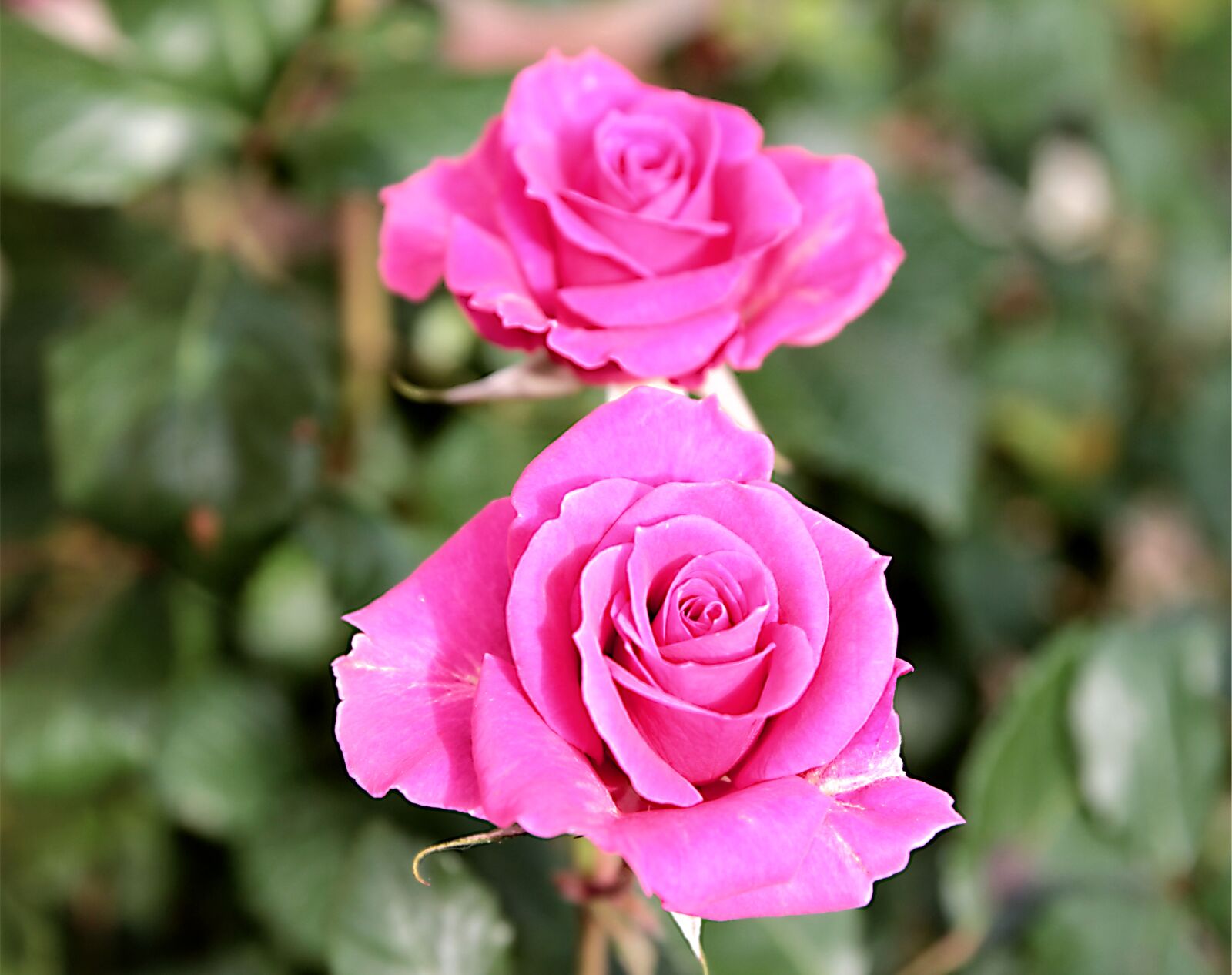 Canon EOS 550D (EOS Rebel T2i / EOS Kiss X4) sample photo. Rose, roses, flower photography
