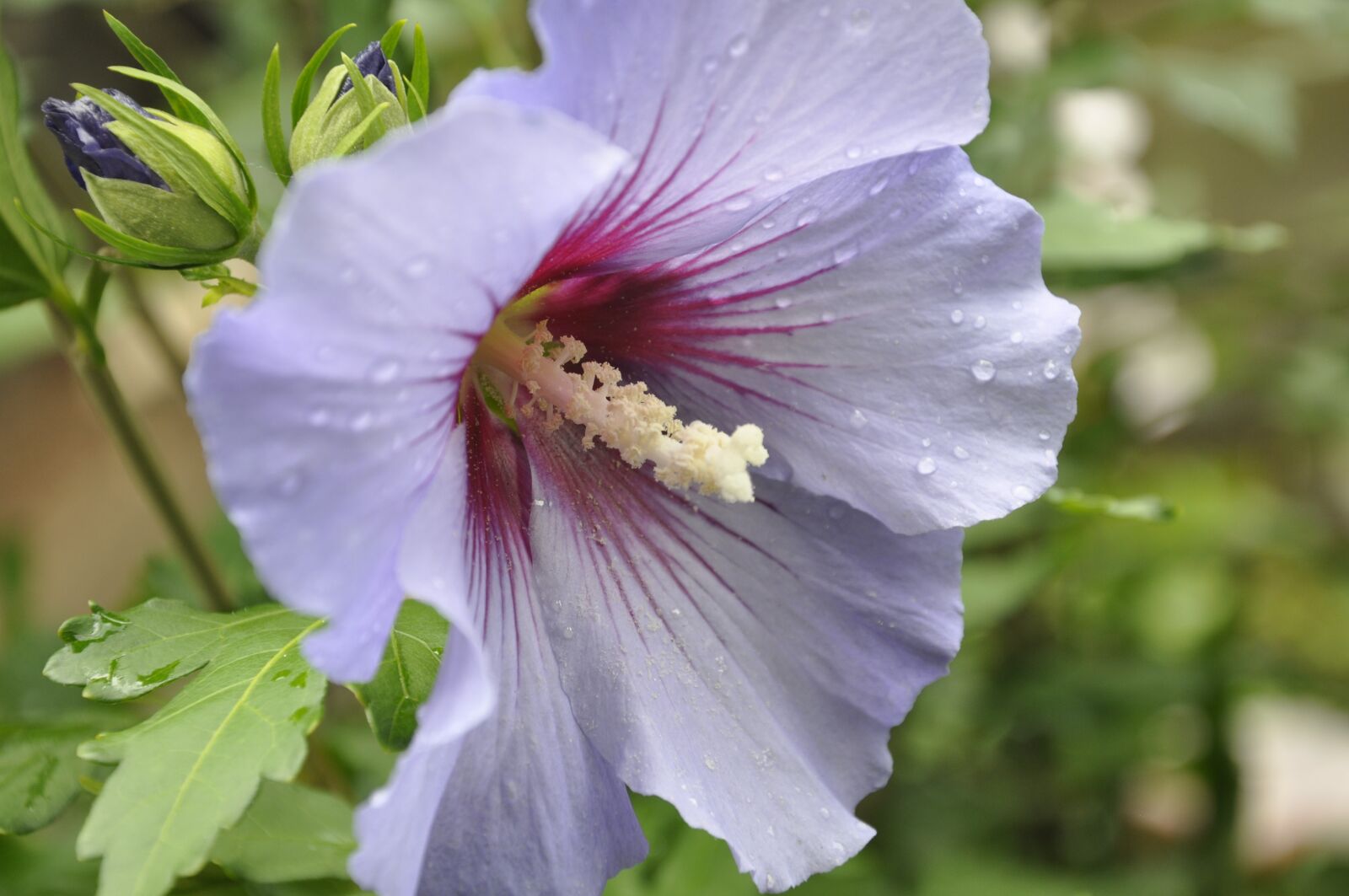 Nikon D90 sample photo. Hibiscus, flower, flowers photography