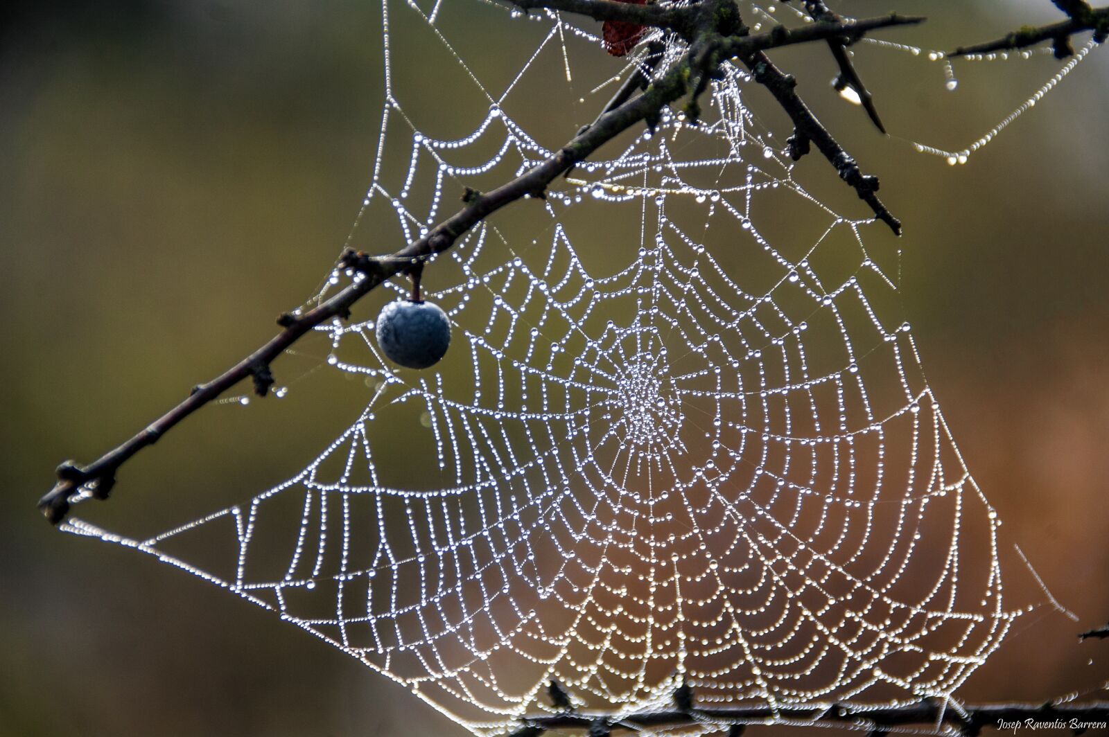 Nikon D40 sample photo. Web, drops, moisture photography