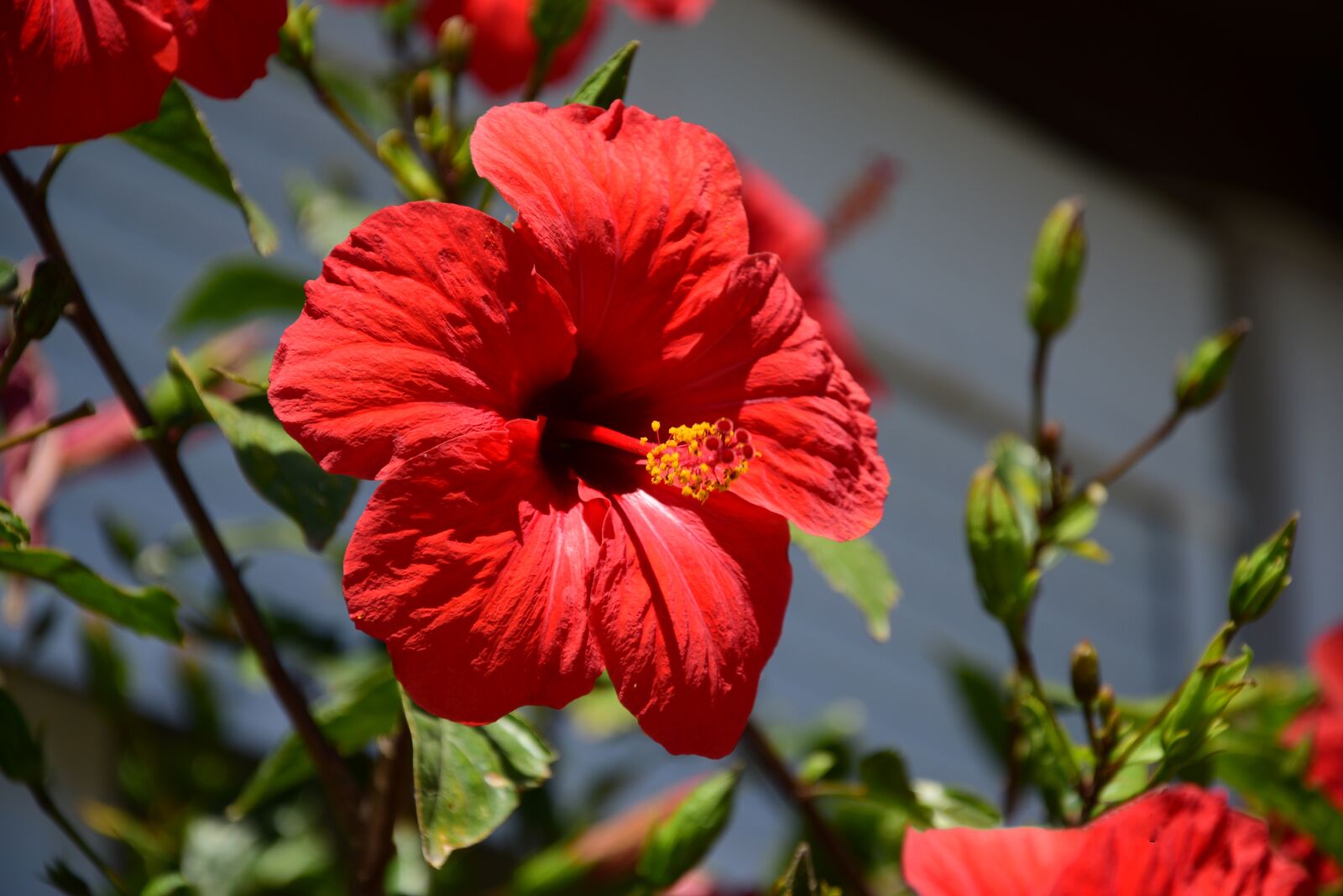 Nikon D3300 sample photo. Flower, red, nature photography