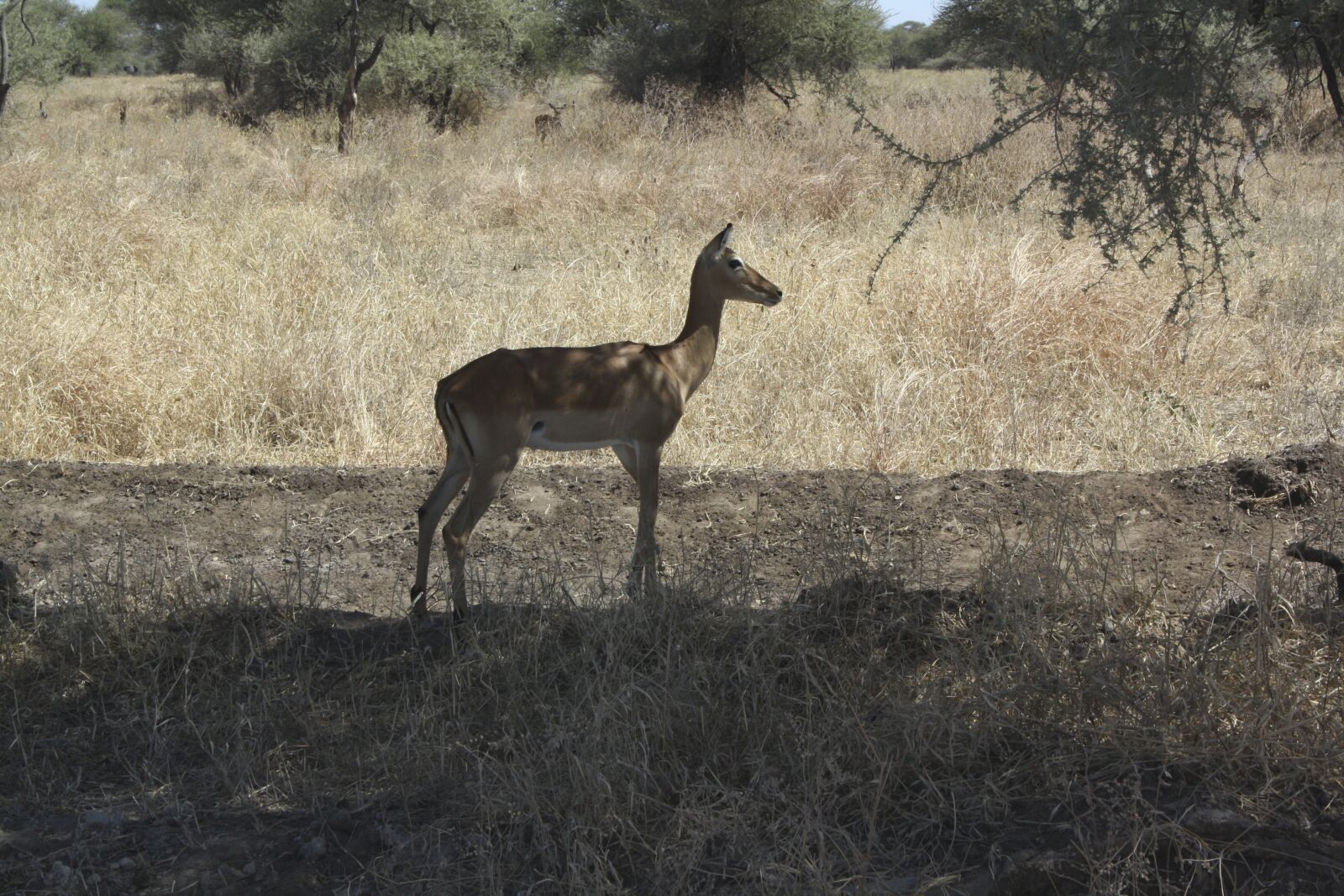 Canon EOS 1000D (EOS Digital Rebel XS / EOS Kiss F) sample photo. Bambi, africa, animals photography
