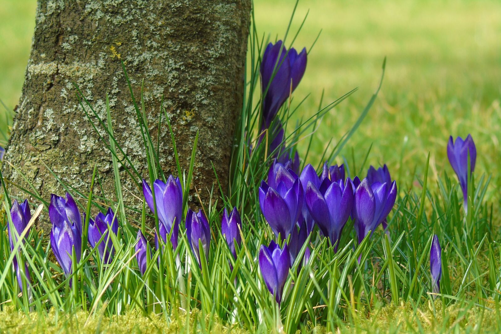 Sony Cyber-shot DSC-H400 sample photo. Crocus, blue, garden photography