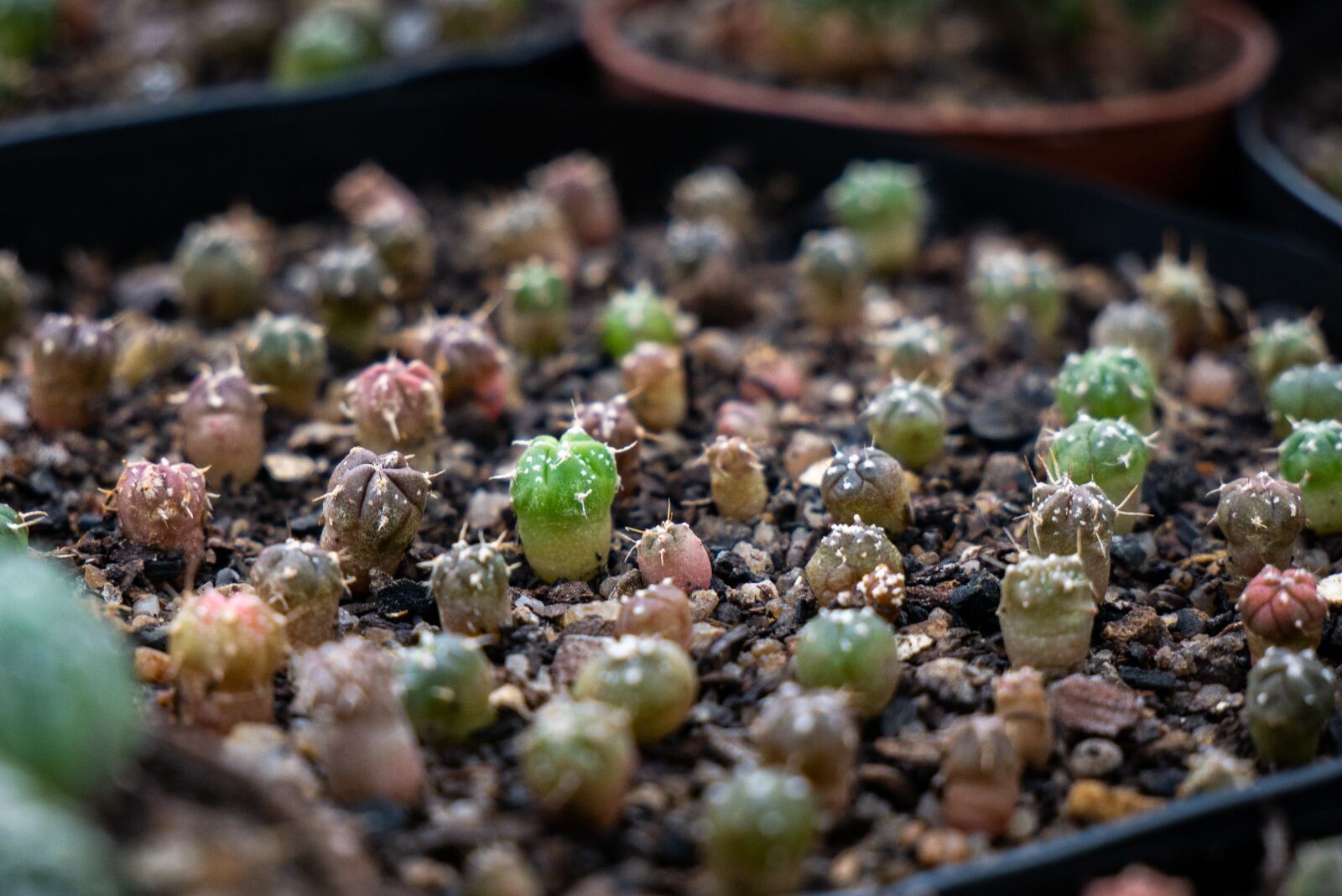Panasonic Lumix DMC-G7 sample photo. Cacti, cactus, astrophytum photography