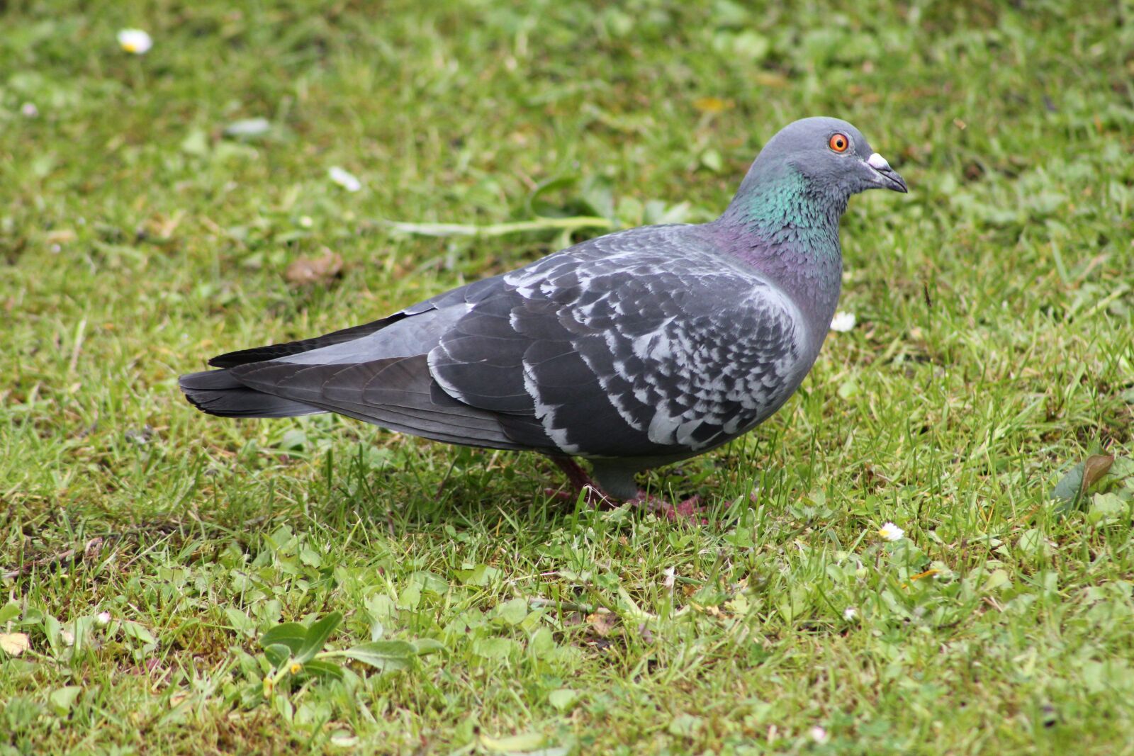 Canon EOS 550D (EOS Rebel T2i / EOS Kiss X4) sample photo. Bird, pigeon, feathers photography