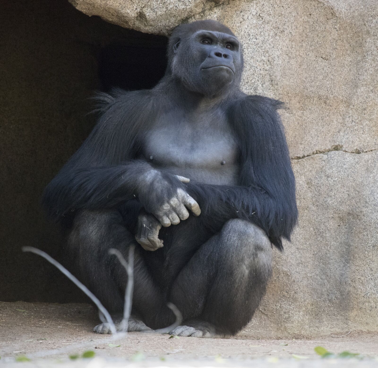 Canon EF 100-400mm F4.5-5.6L IS USM sample photo. Primate, ape, monkey photography