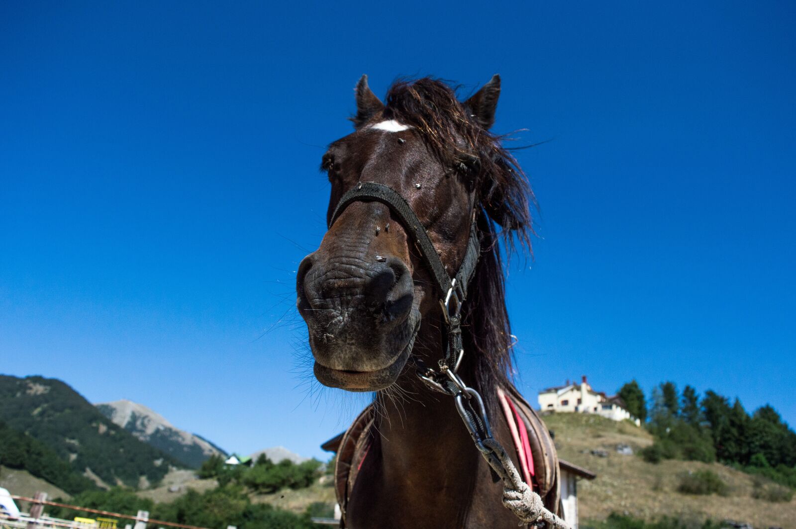 Nikon D3200 sample photo. Horse, horses, mountain photography