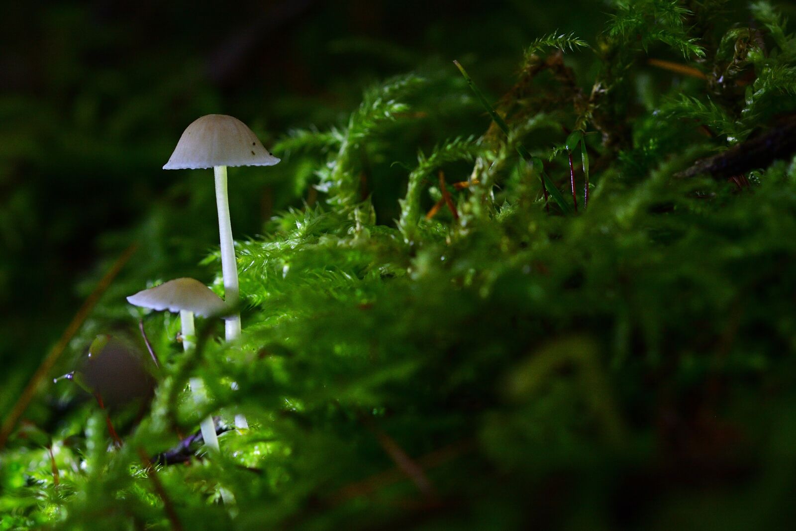 Nikon D5200 sample photo. Forest, autumn, screen fungus photography
