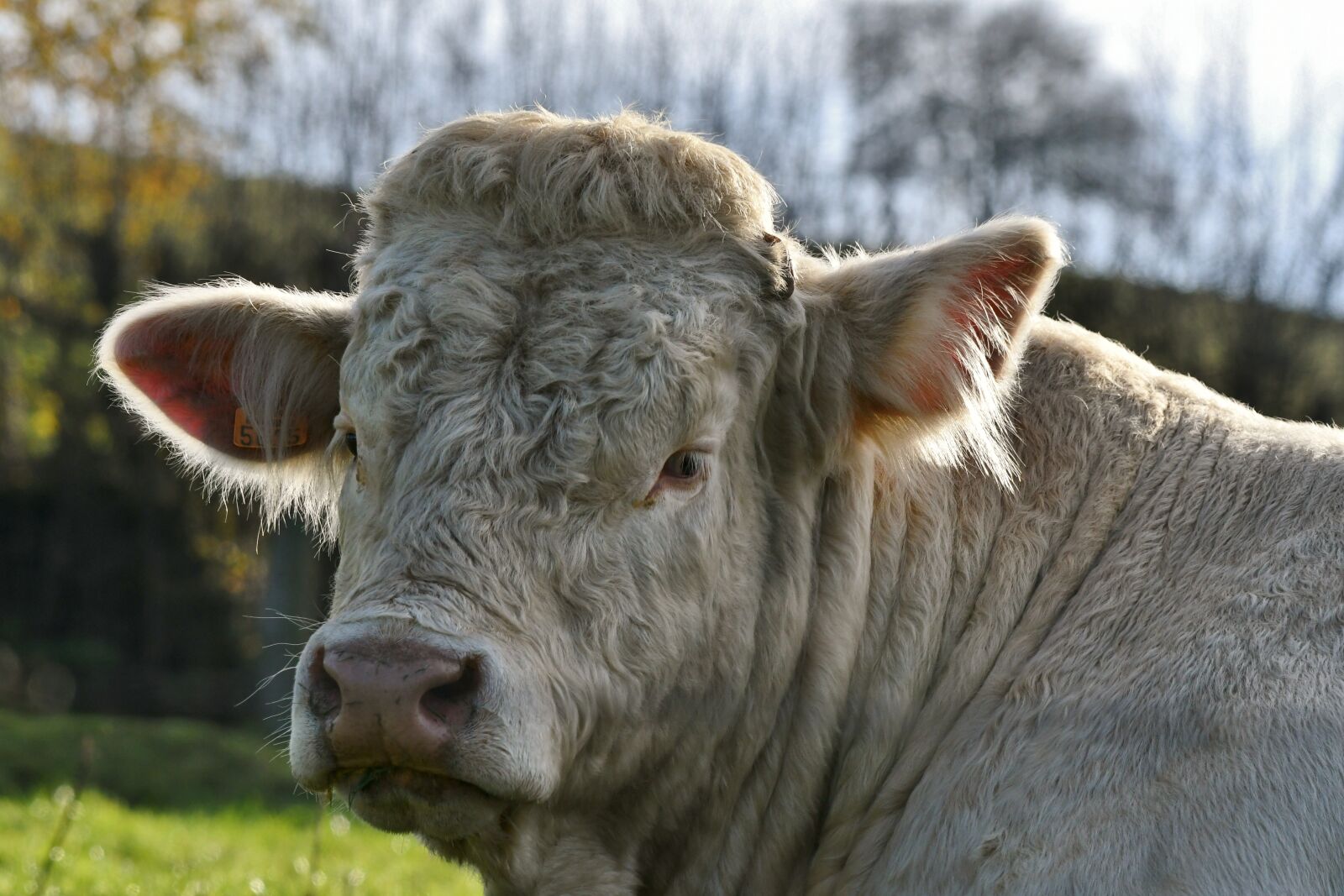 Nikon D500 sample photo. Cow, portrait, head photography