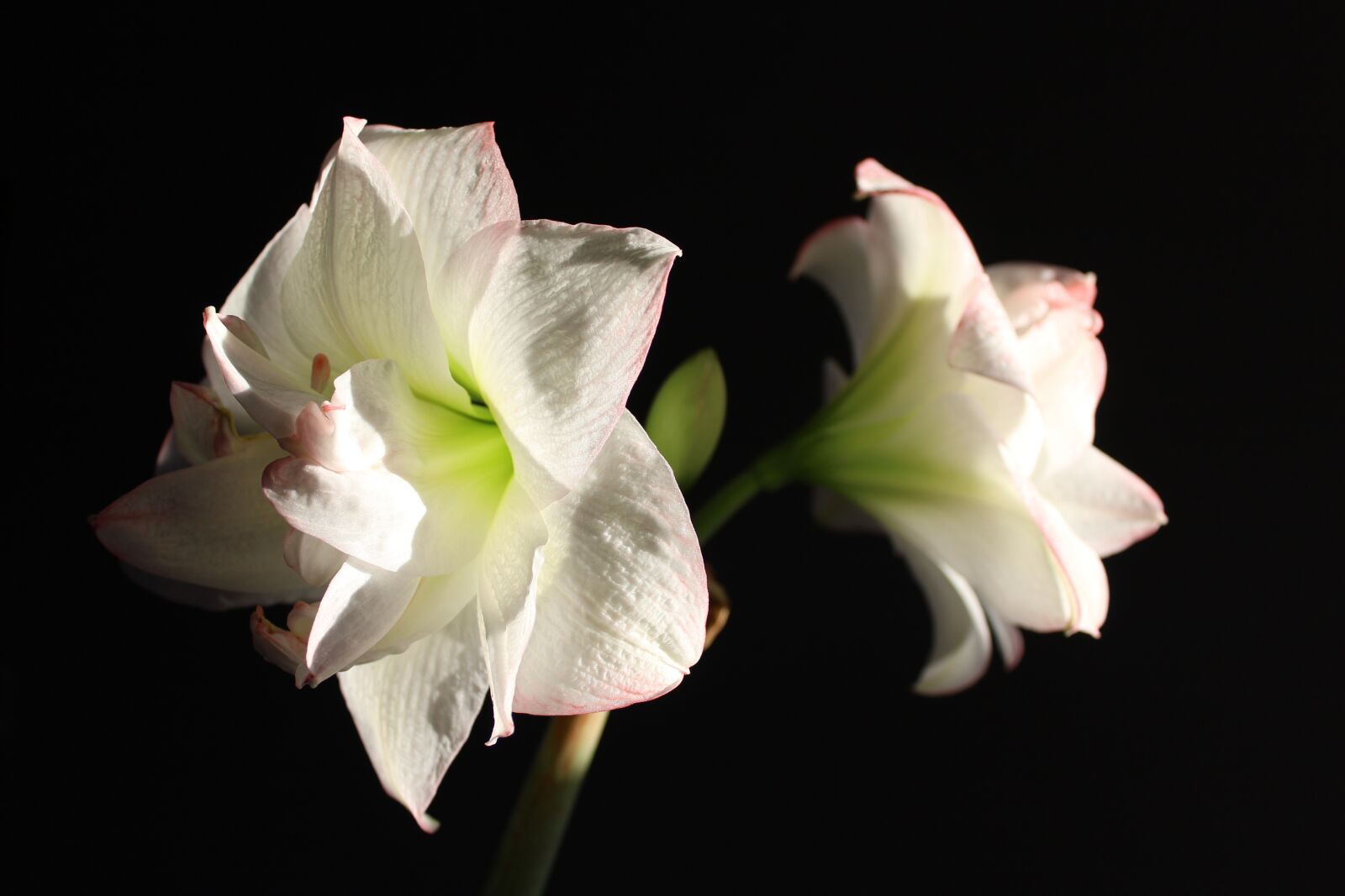 Canon EOS 1200D (EOS Rebel T5 / EOS Kiss X70 / EOS Hi) sample photo. Amaryllis, flower, flowers photography