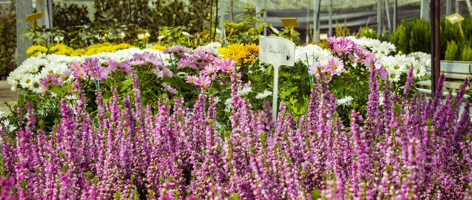 Nikon D5300 sample photo. Flowers, margaritas, plants photography