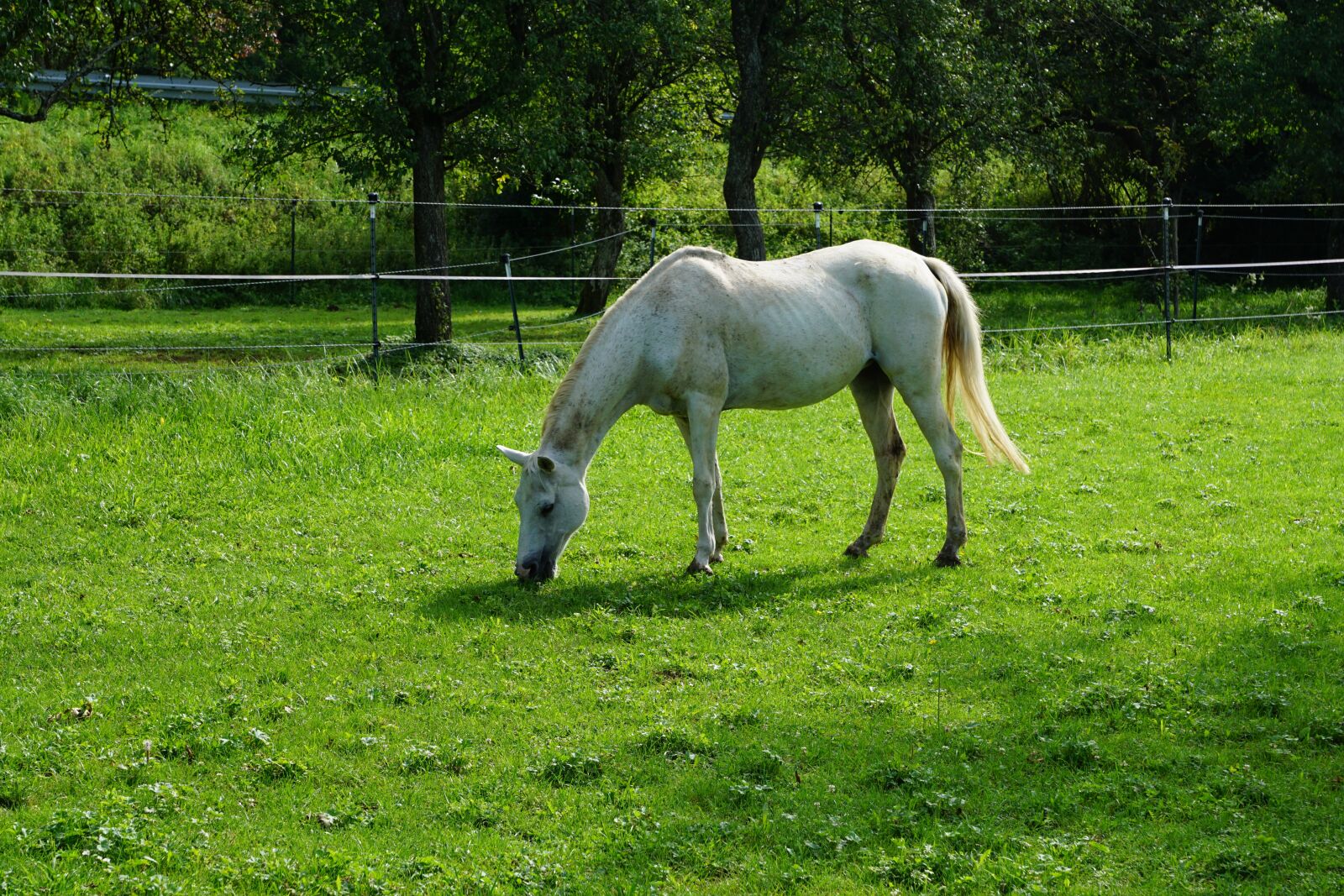 Sony ILCA-77M2 + Sony DT 16-50mm F2.8 SSM sample photo. Horse, nature, pasture photography