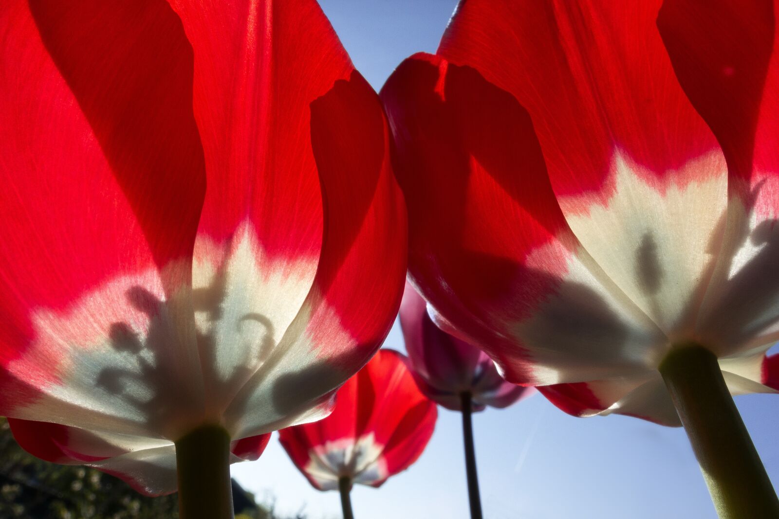 Sony Cyber-shot DSC-RX100 III sample photo. Tulip, stamp, stamens photography