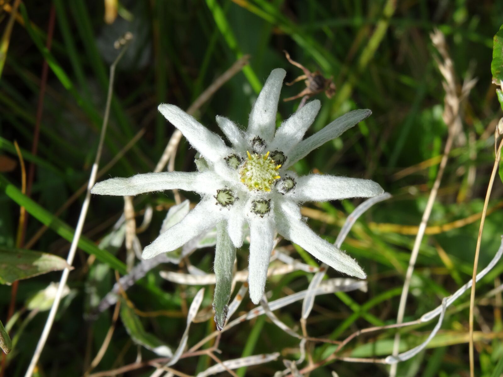 Sony Cyber-shot DSC-HX50V sample photo. Edelweiss, flower, alpine photography