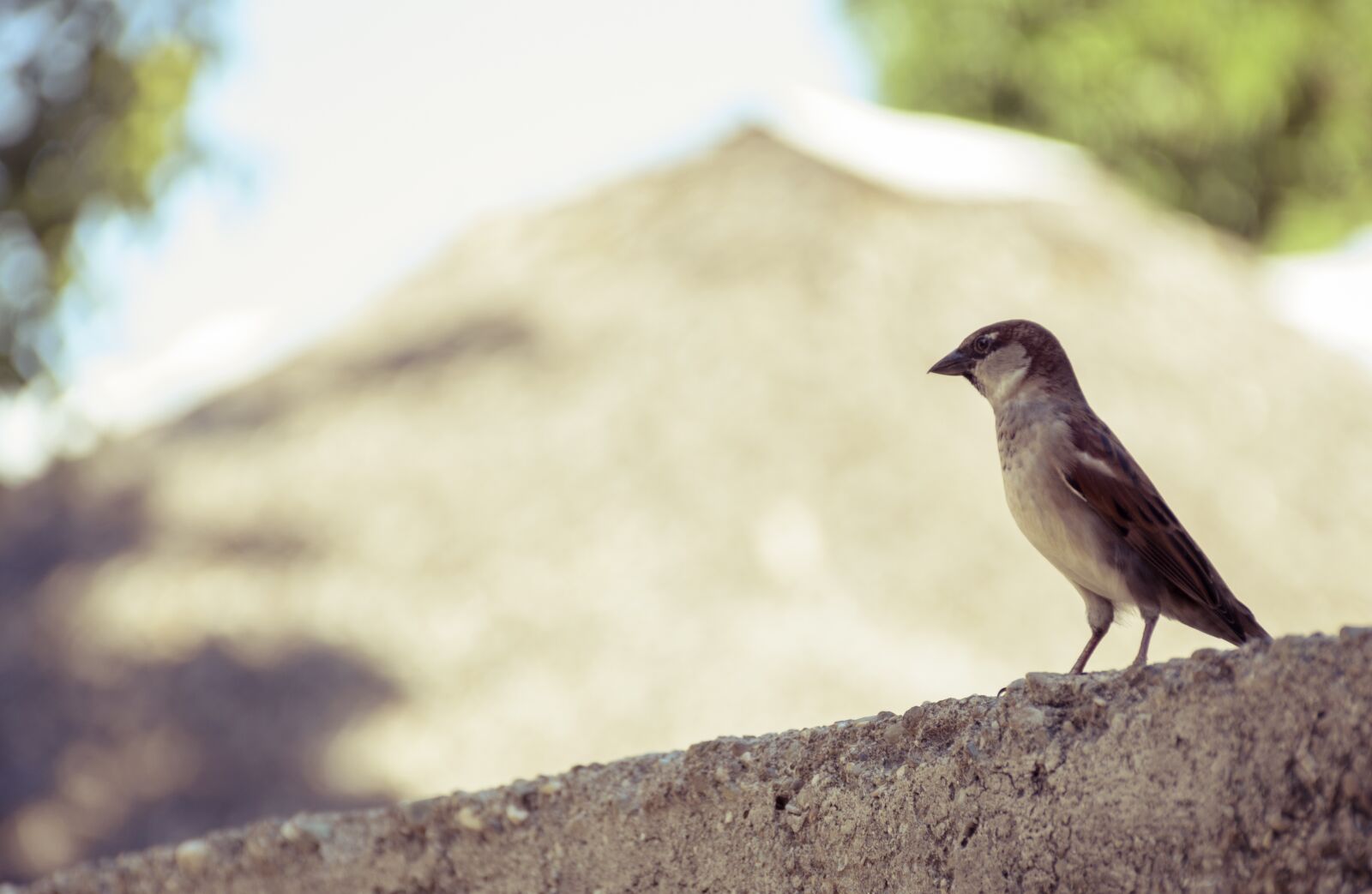 Nikon D7000 sample photo. Ave, sun, birds photography