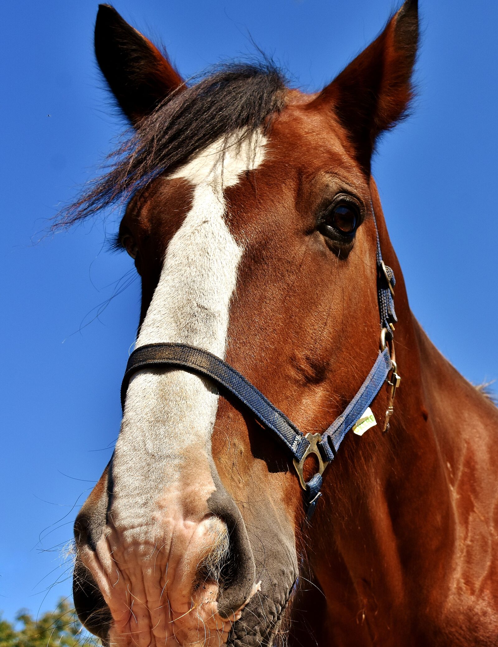Nikon D7200 sample photo. Horses, stallion, paddock photography