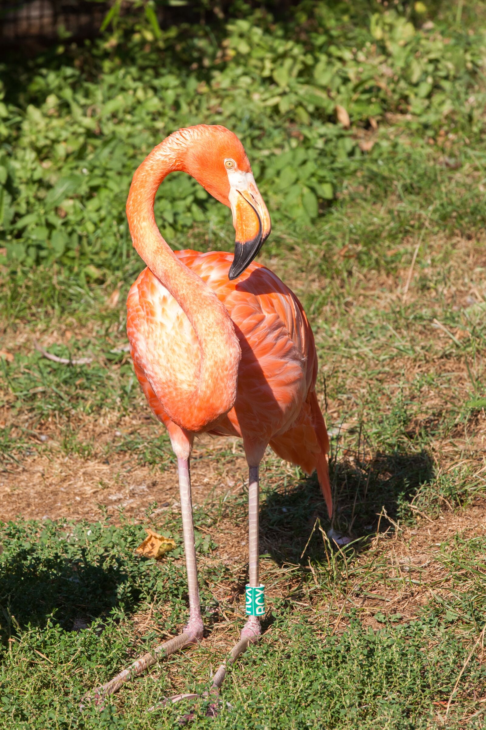 Canon EOS 5D Mark II sample photo. Flamingo, bird, pink photography