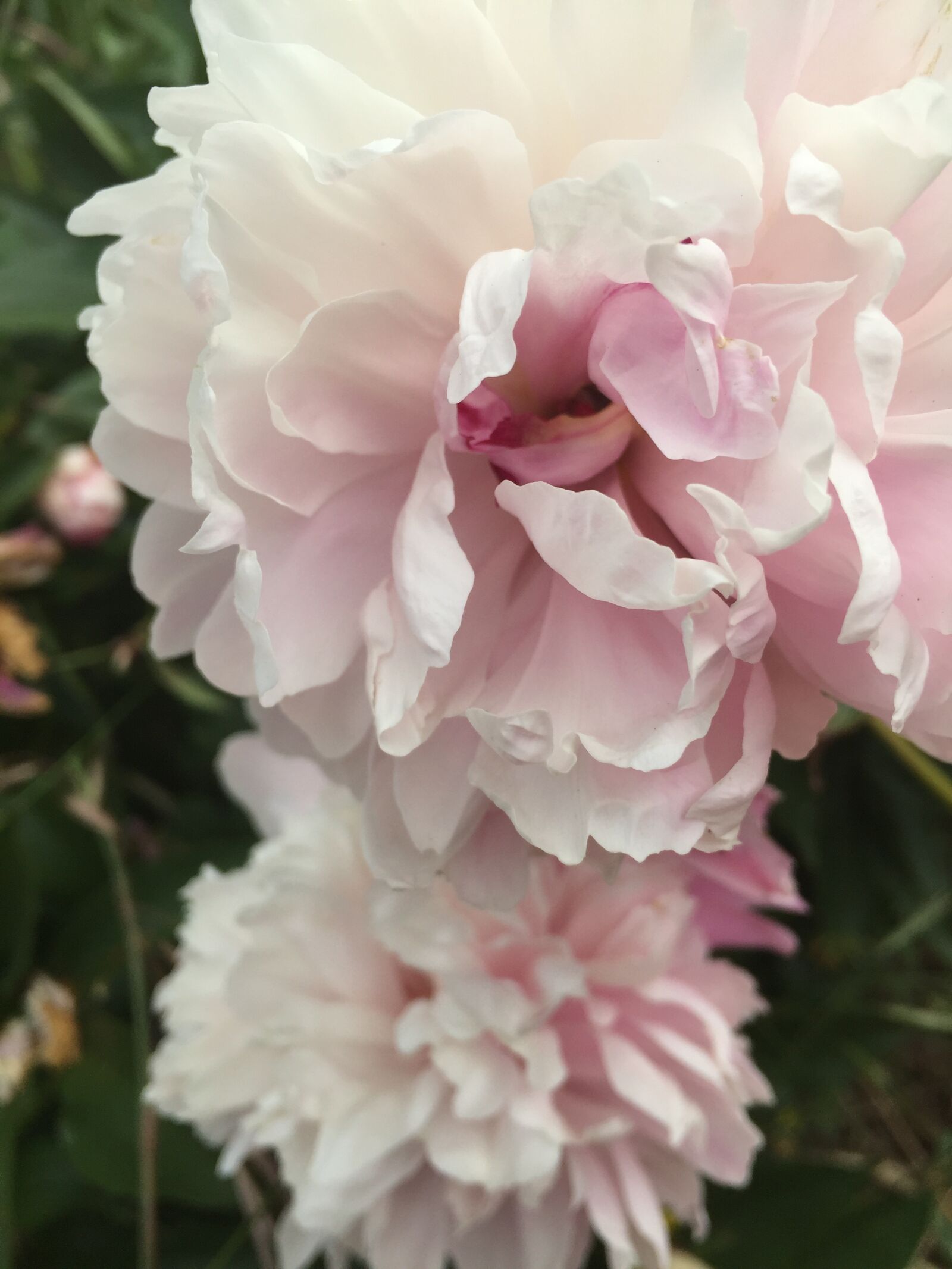 Apple iPhone 6 sample photo. Flowers, peonies, summer photography