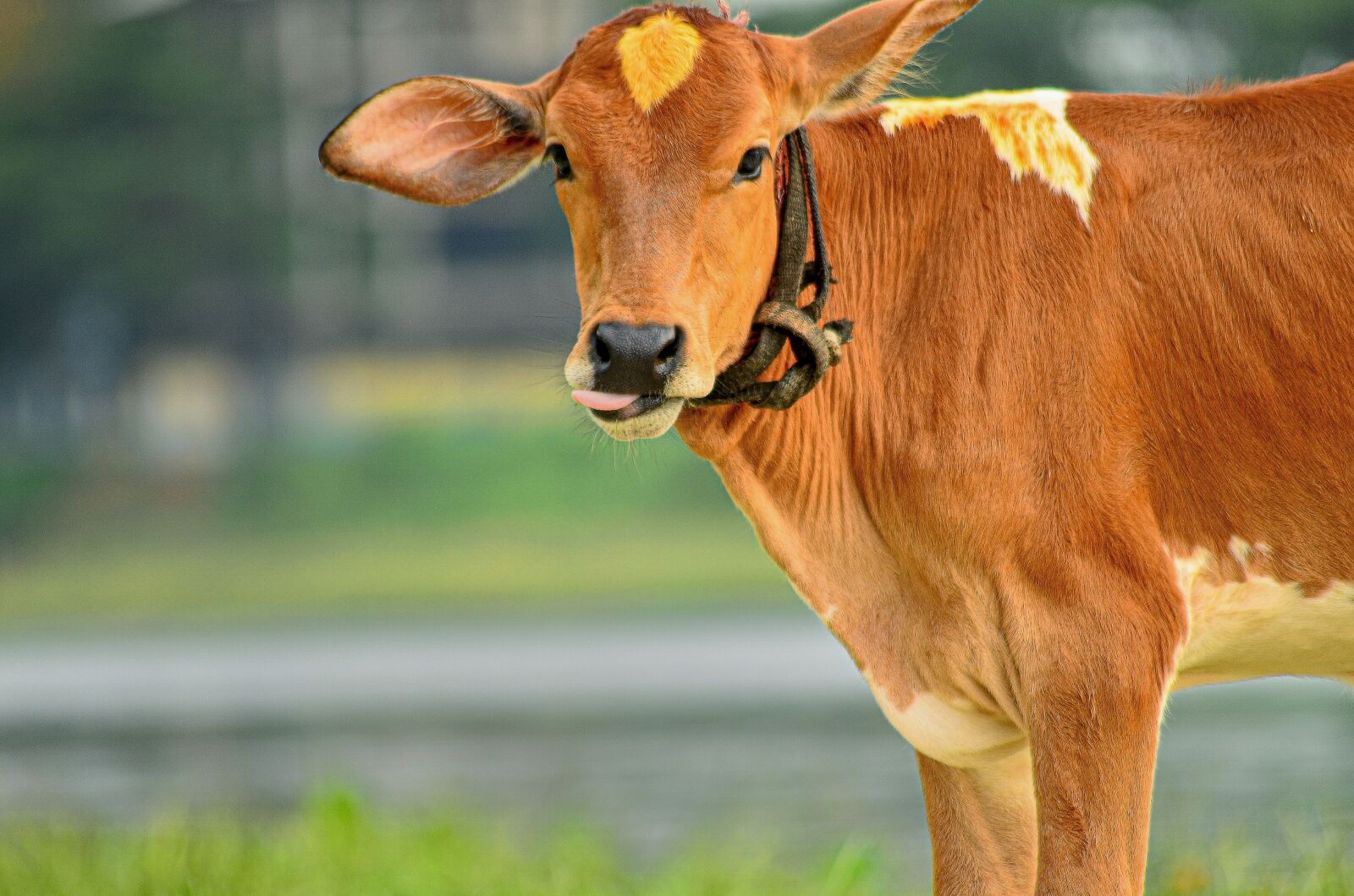 Nikon D5100 sample photo. Dairy cow, beautiful, comfort photography
