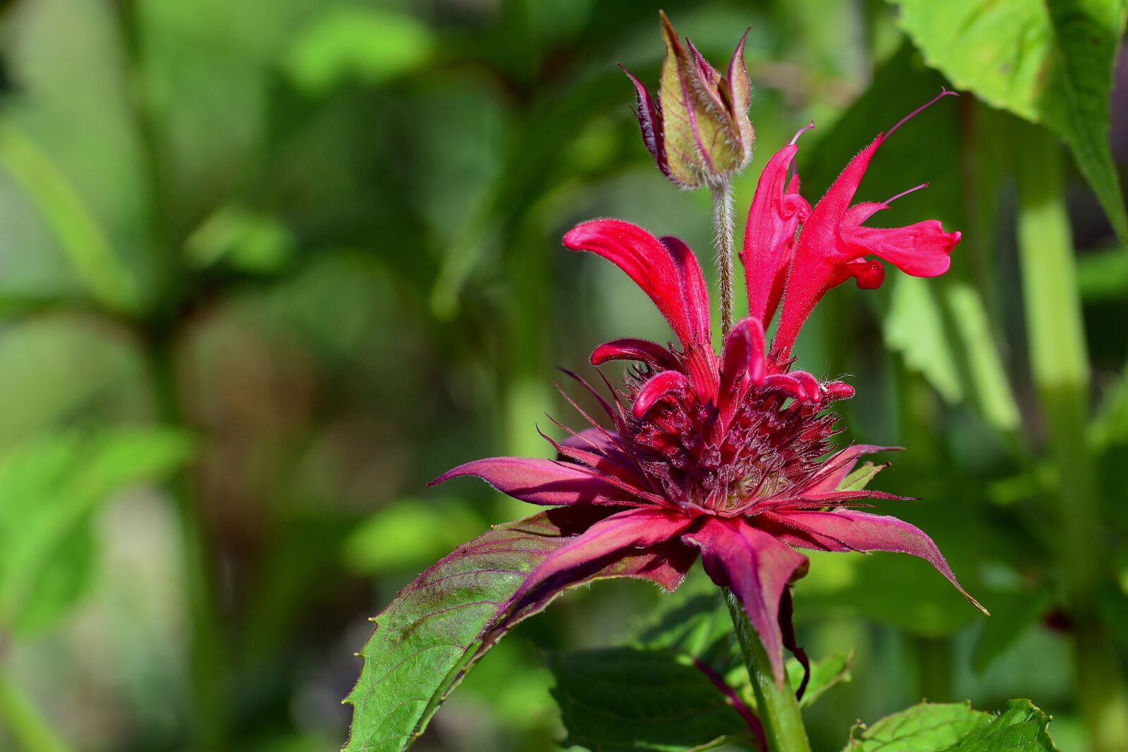 Nikon D5200 sample photo. Indian nettle, blossom, bloom photography