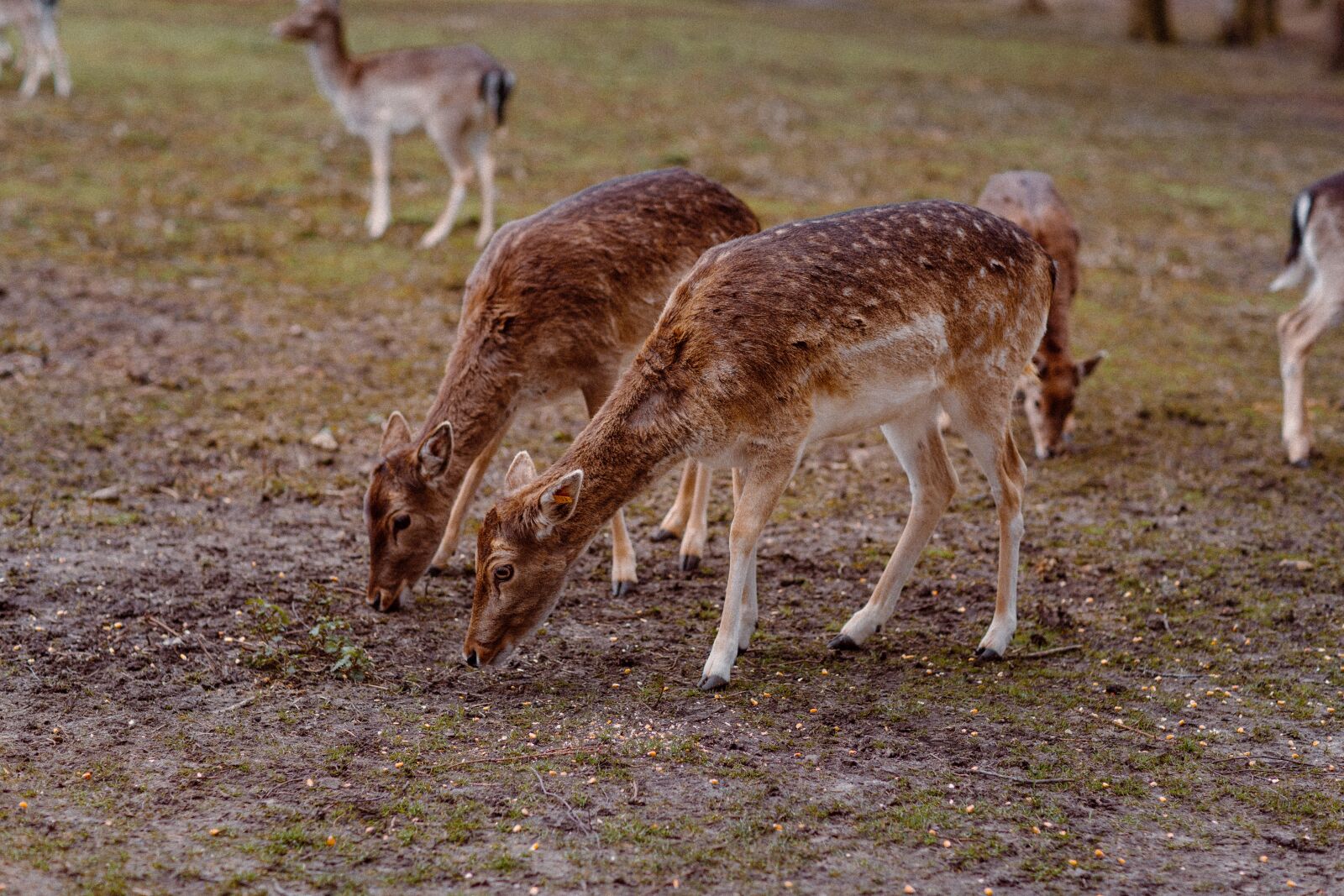 Canon EOS 6D + Canon EF 85mm F1.2L II USM sample photo. Deer, wild, nature photography