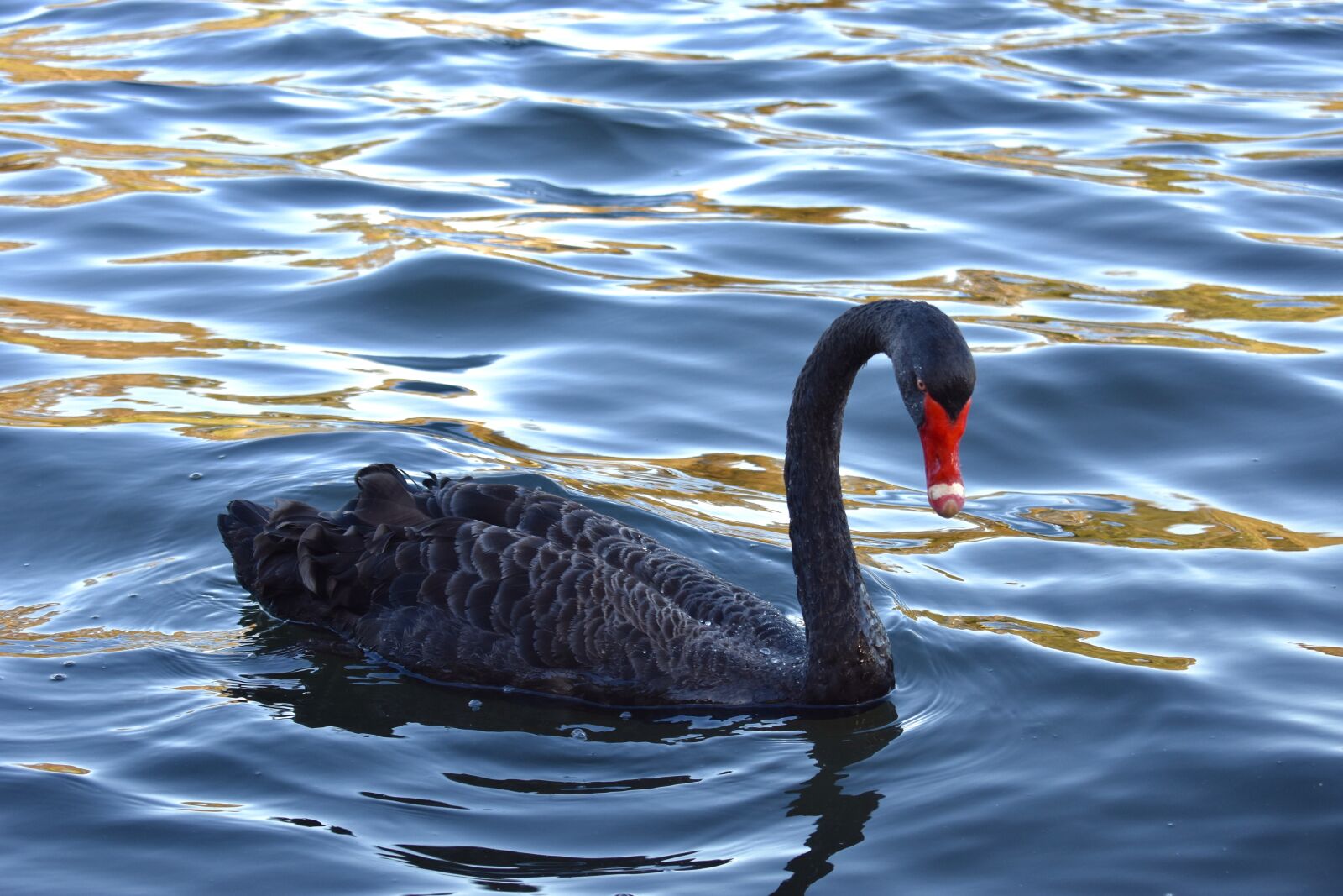 Nikon D3400 sample photo. Swan, black, black swan photography