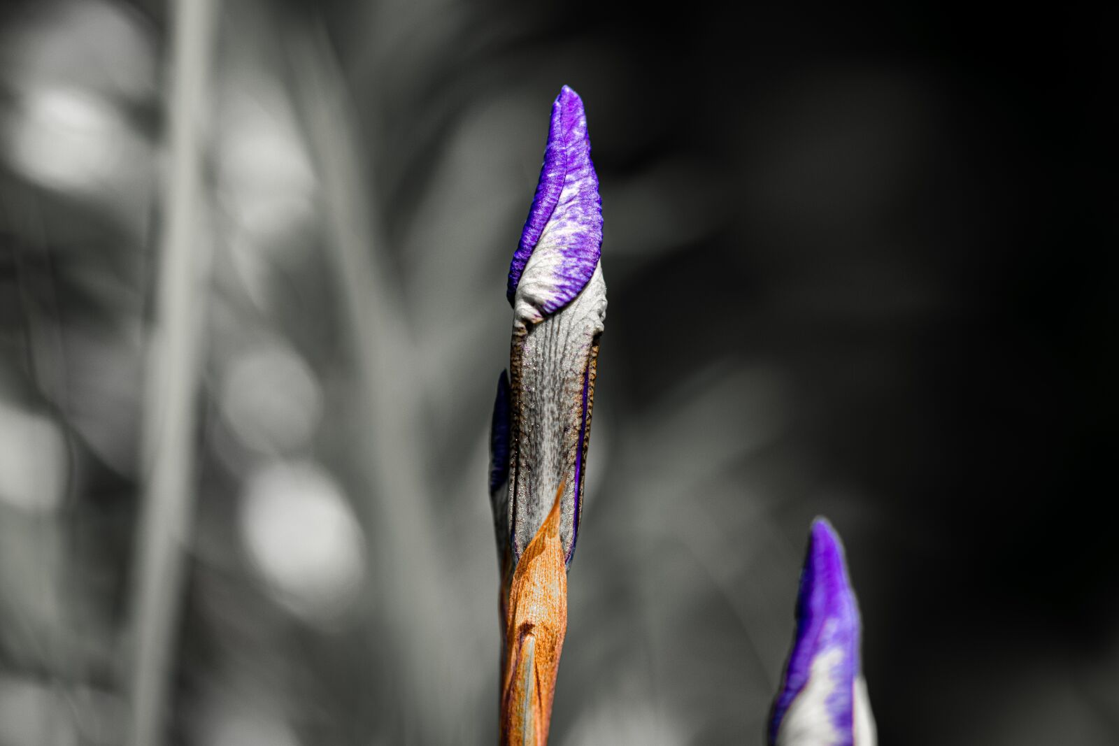 Canon EOS 80D sample photo. Plant, nature, scion photography
