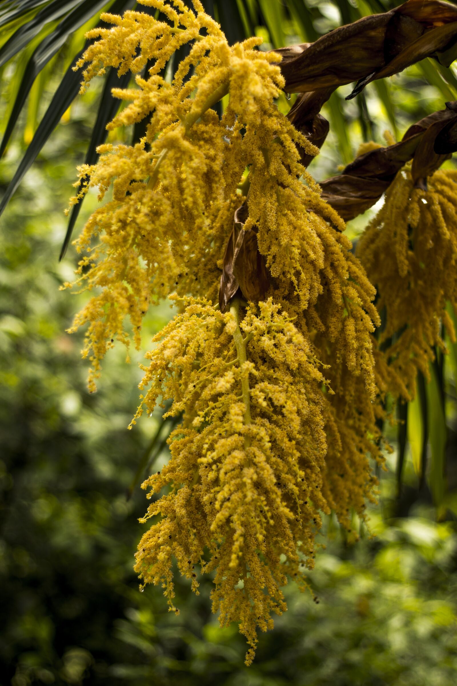 Canon EOS 70D + Canon EF 50mm F1.8 STM sample photo. Plant, yellow, summer photography