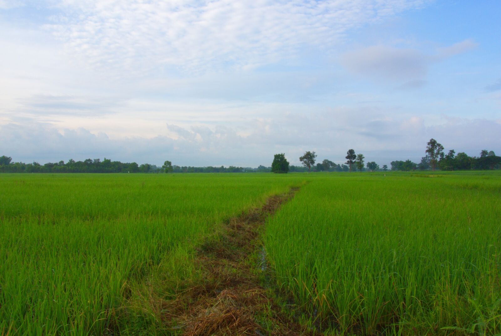 Nikon 1 V1 sample photo. Rice, rice fields, white photography